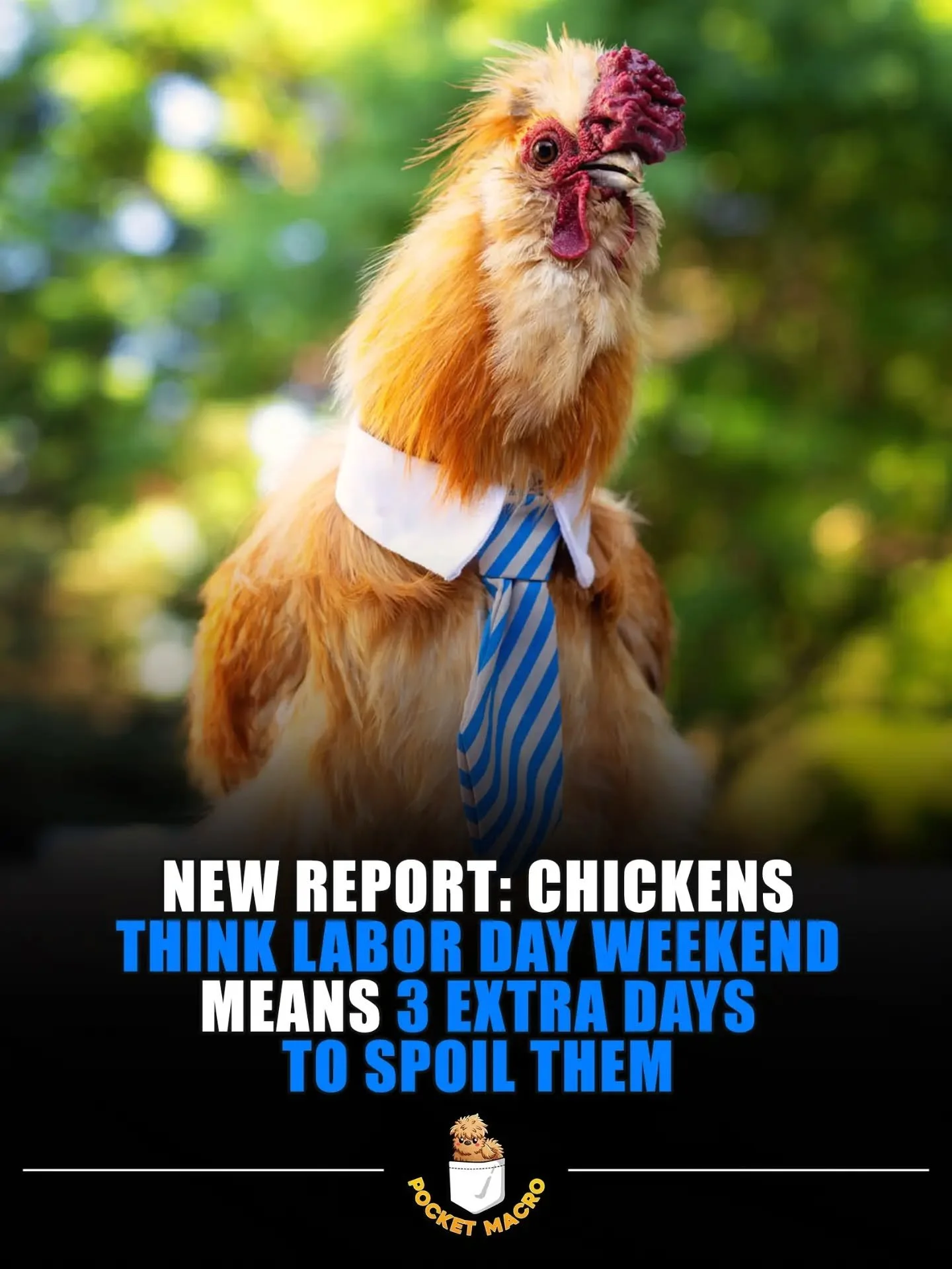 Have a wonderful Labor Day weekend and be sure to give your chickens extra treats 💖