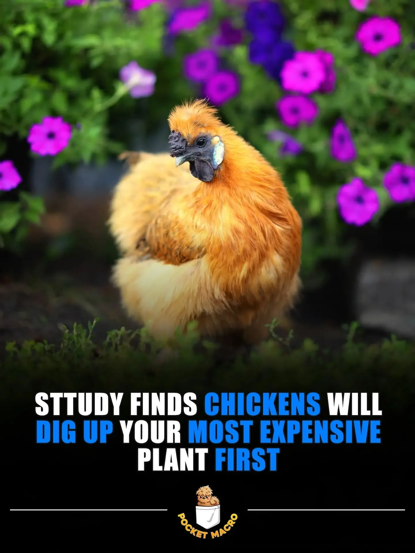 Do your chickens help you garden 🤣?