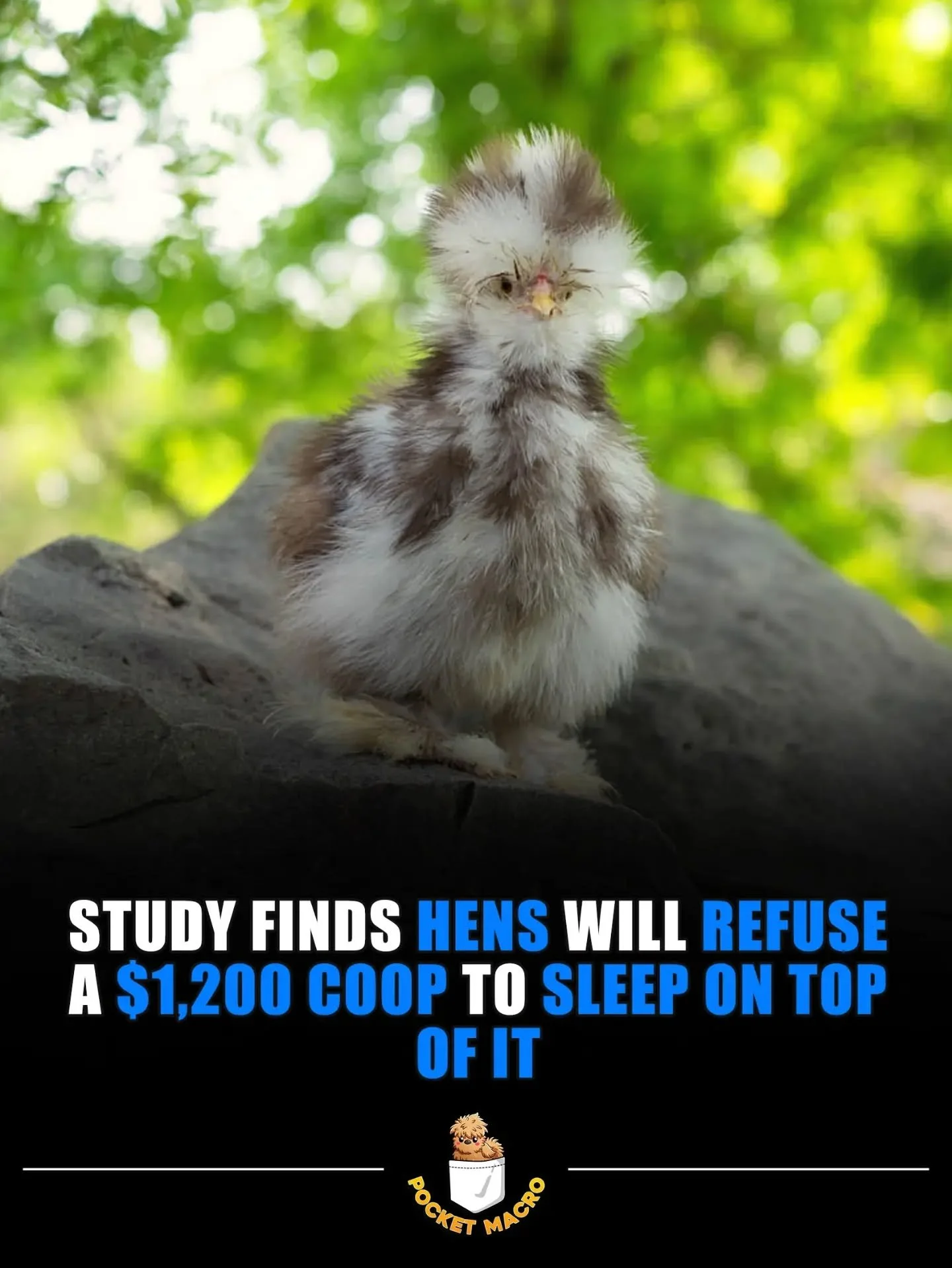Do you have chickens and ho like to sleep everywhere but their coop 🤣?