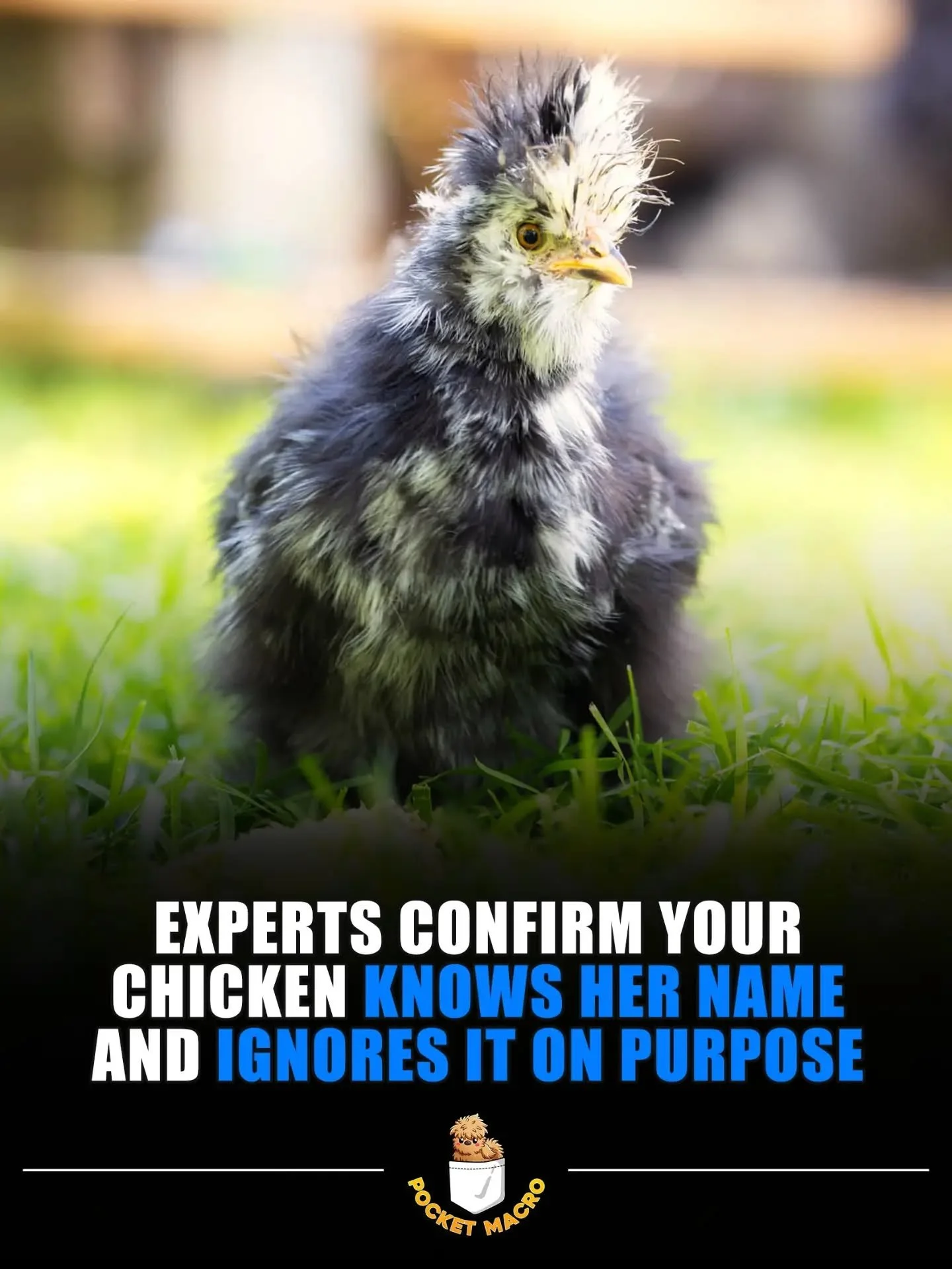 Chickens are so smart and cute 🥰