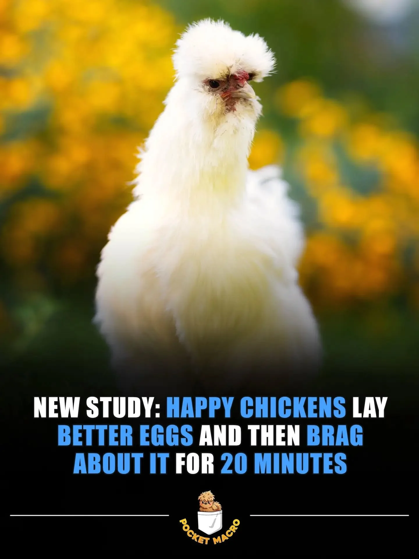 Happy chickens are the best chickens 💖