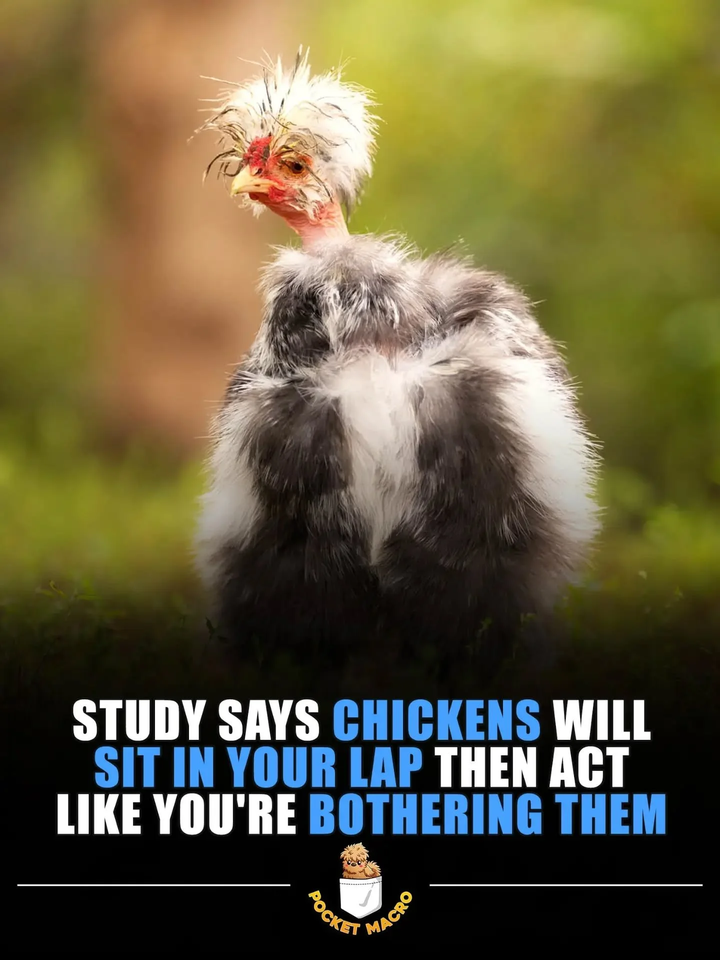 Chickens are so funny 🤣