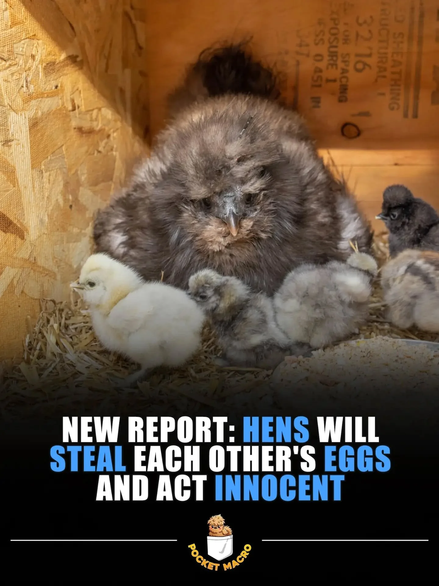 🤣 this is an old photo of Peewee, she took all the eggs and hatched a lot of babies!