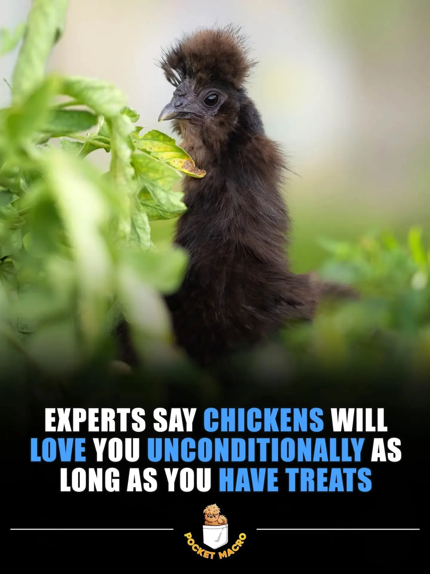 Chicken love their treatsies more than anything 🤣