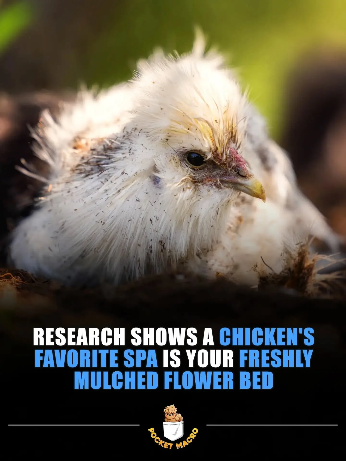 Chickens love their dirt baths 🤣