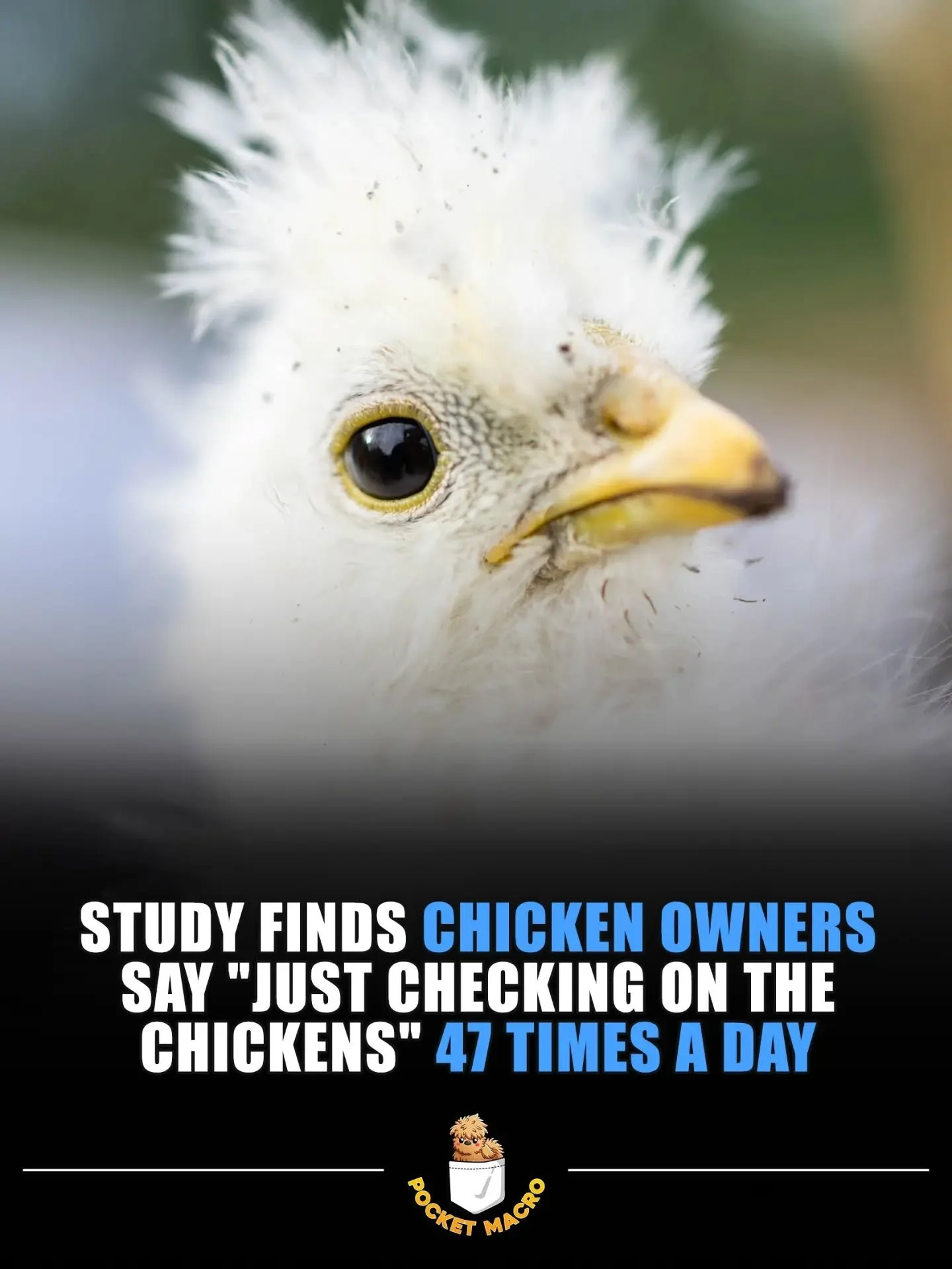 BRB gotta check the chickens 🤣