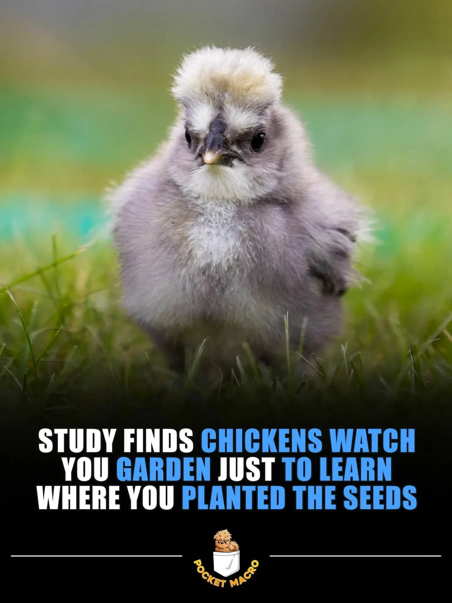 This lil baby chicken knows where all the good stuff was planted 🤣