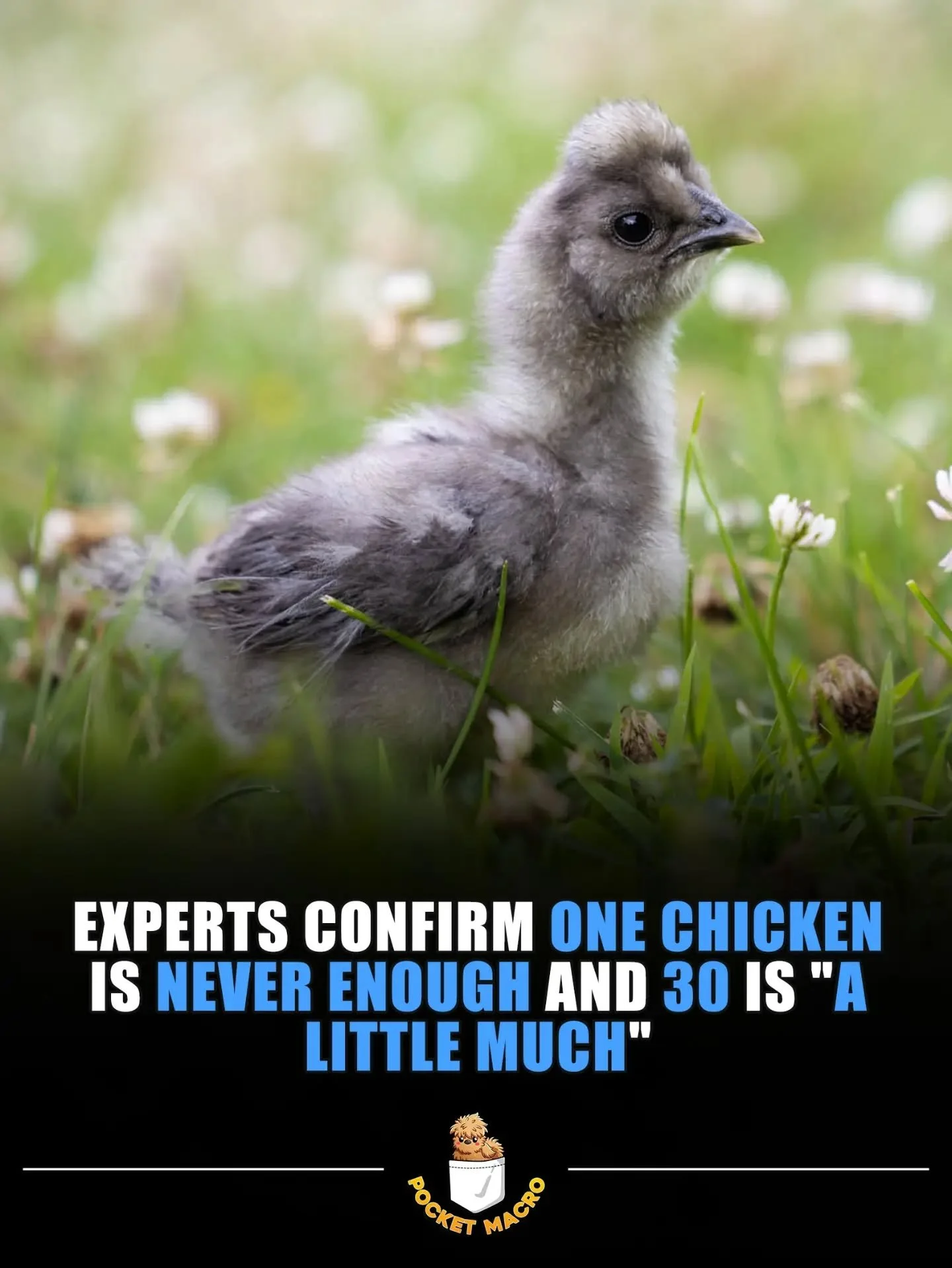 Can always have a few more chickens 🤣