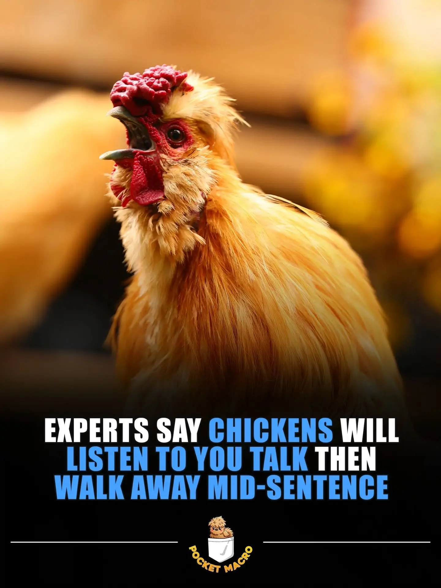 Chickens do what they want 🤣, they're super smart too