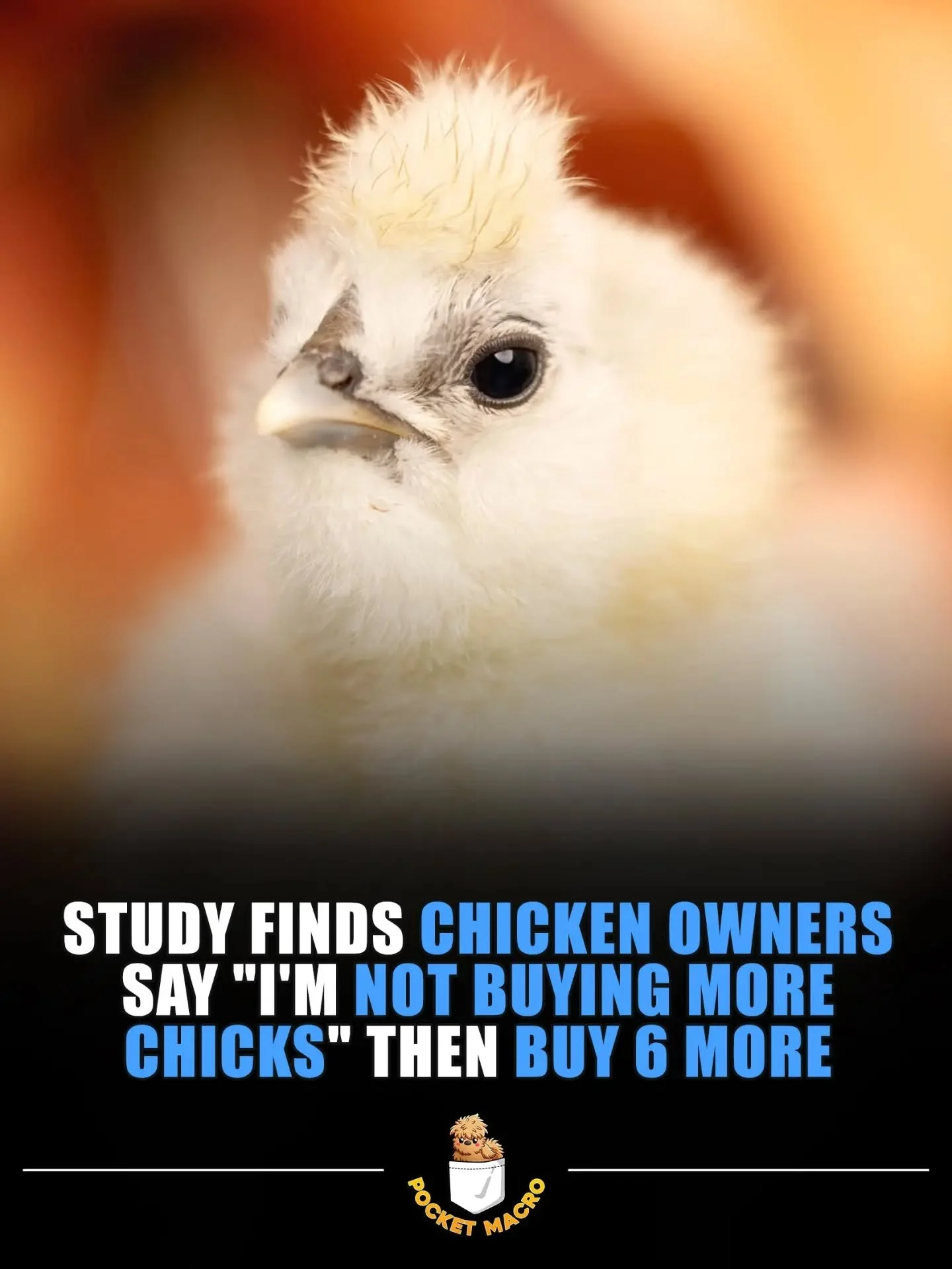 How could you say no to cute fluffy chicks 🤣