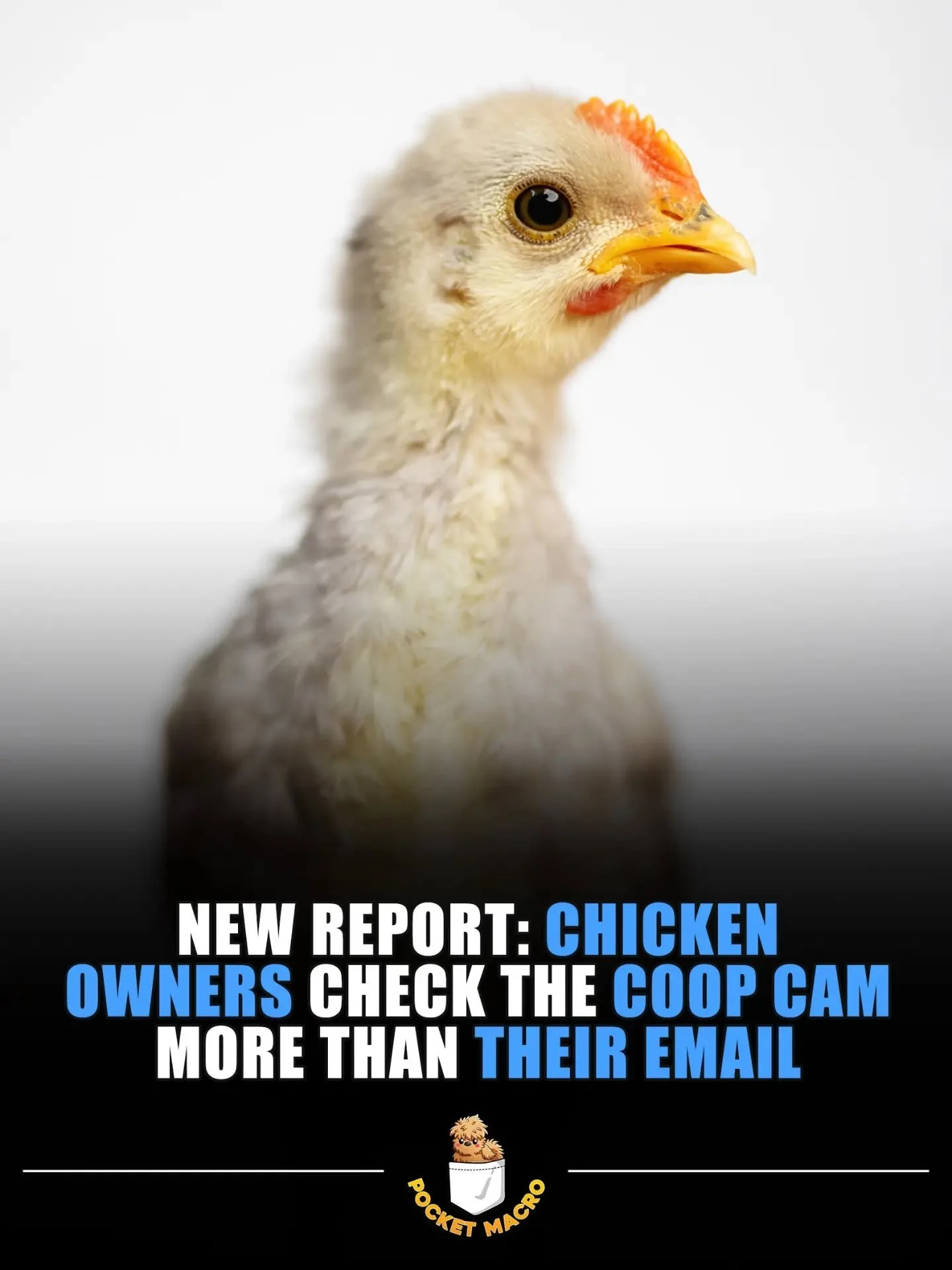 Gotta see what the chickens are up to 🤣