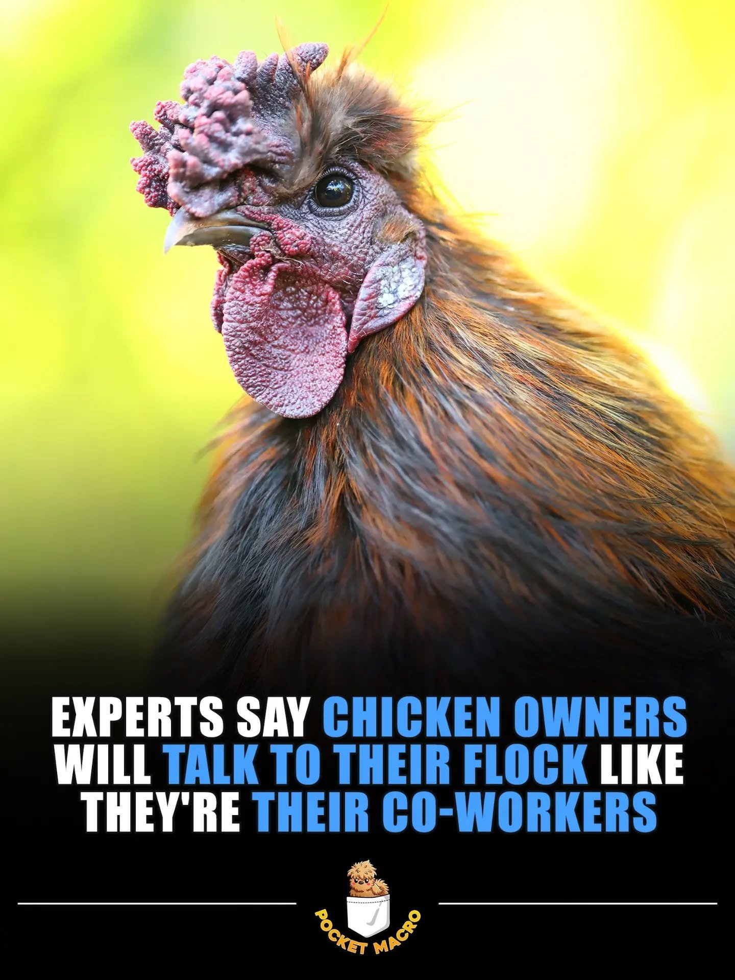 Chickens are my coworkers 🤣 we have meetings all day 🐔