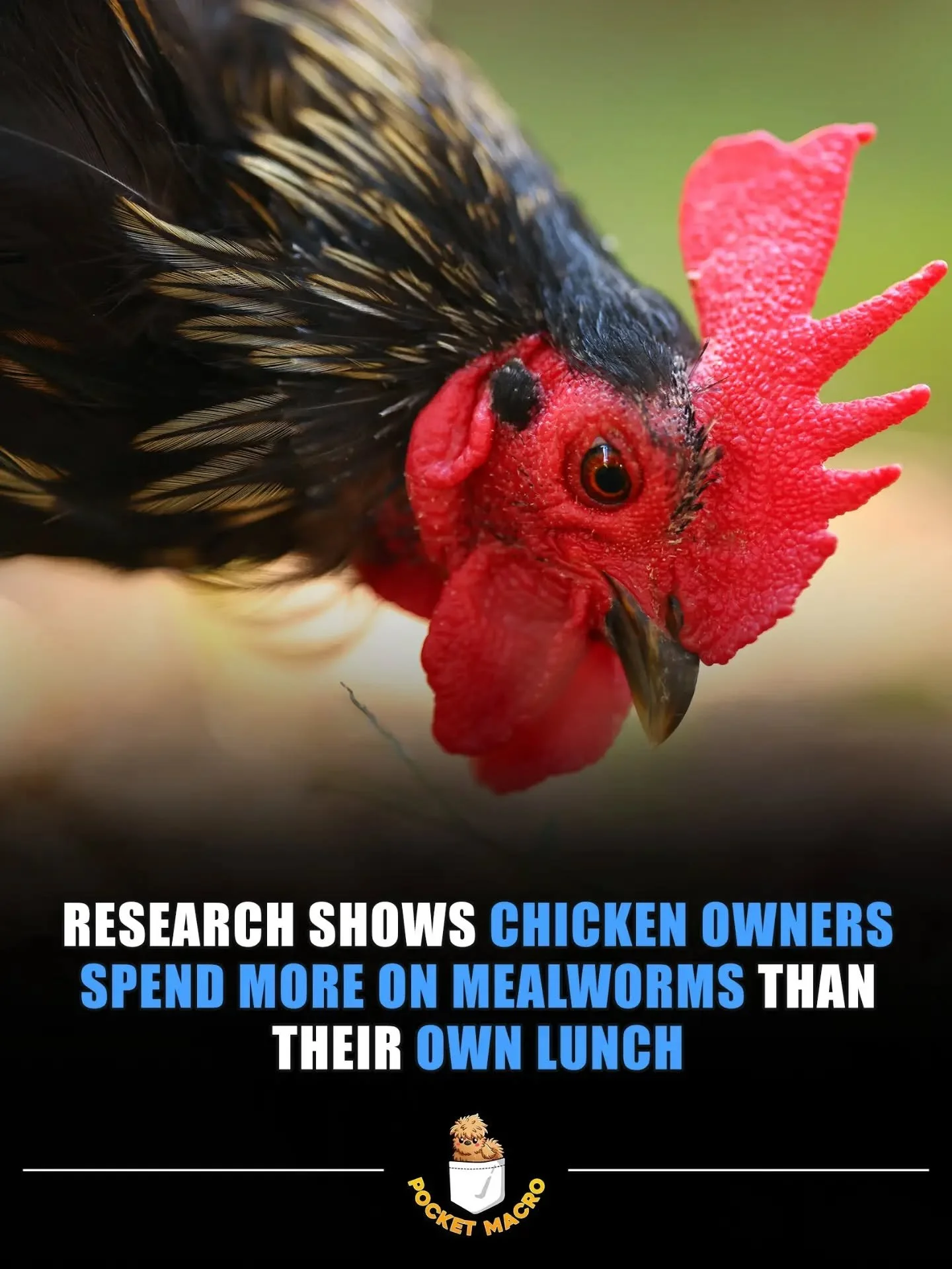I'll enjoy my top ramen as long as the chickens are happy 🤣