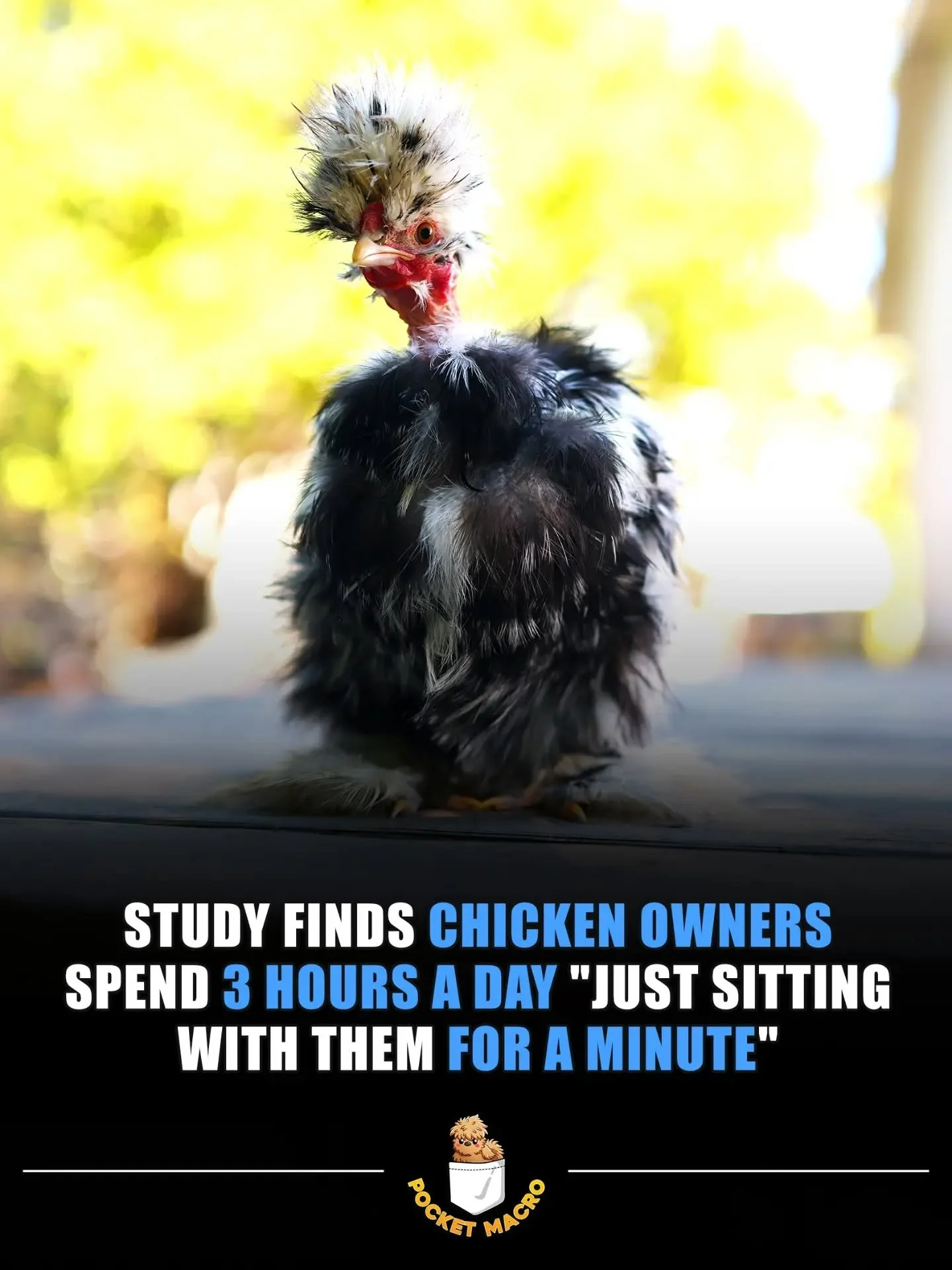 It's called self care 🪑🐔