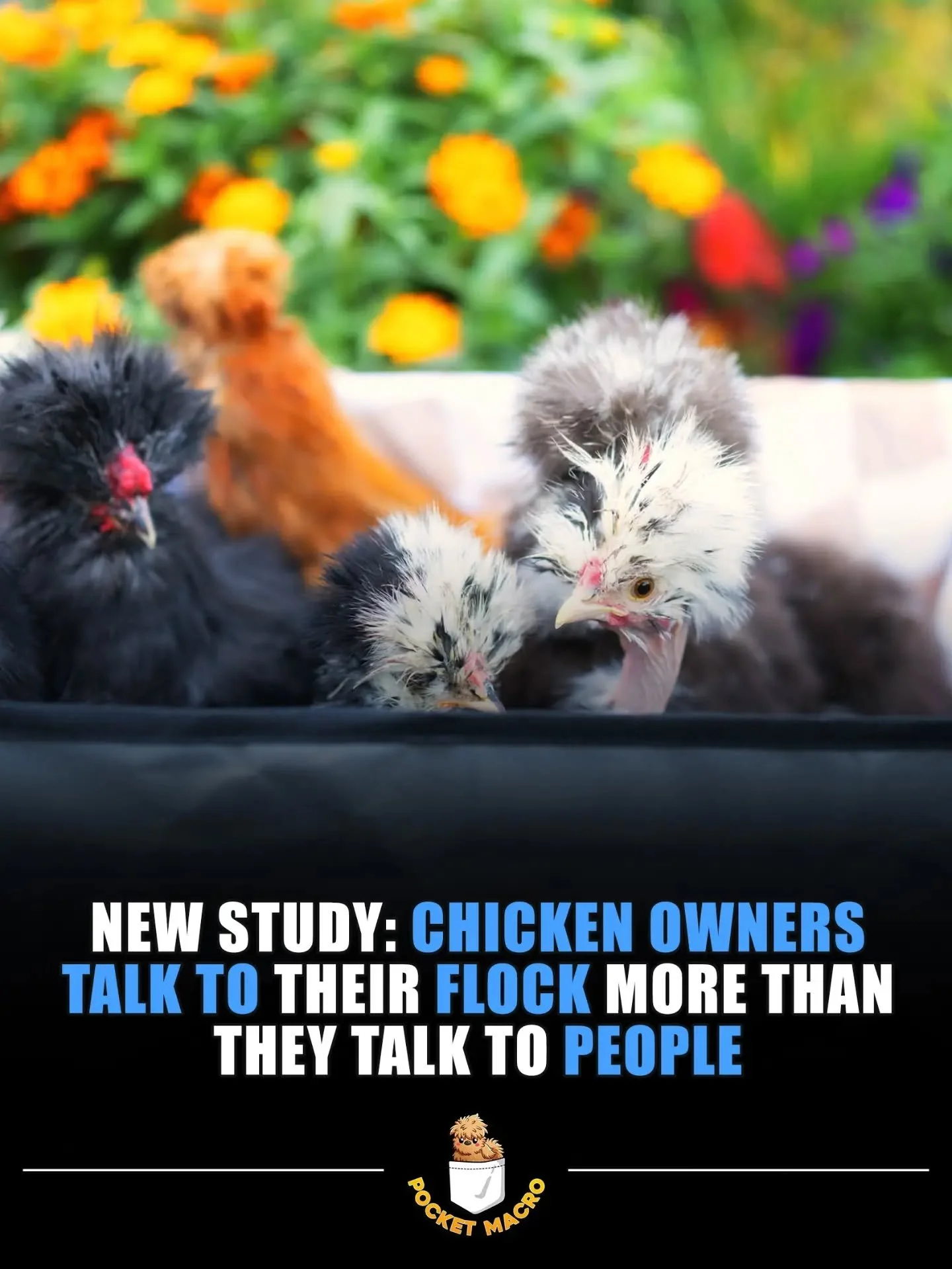 Chickens are great listeners 🤣