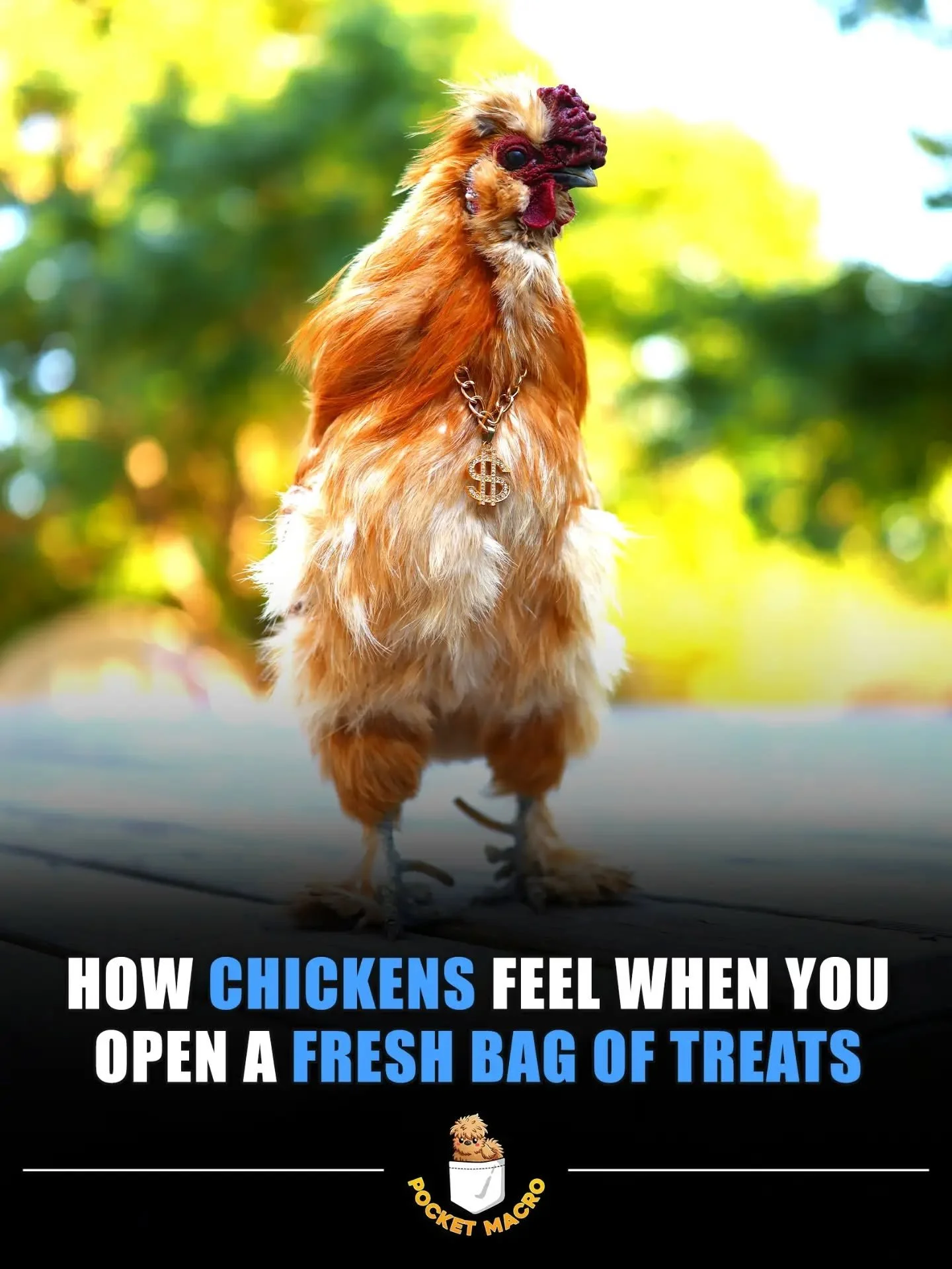 Buttercup feels rich when he heats new treats 🤣