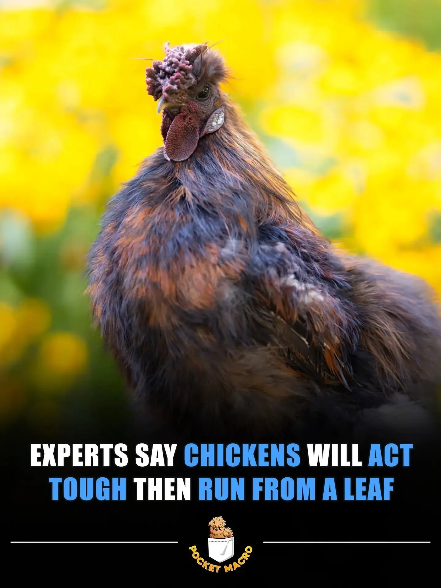 It's so funny when chickens act tough and then get scared by something silly 🤣