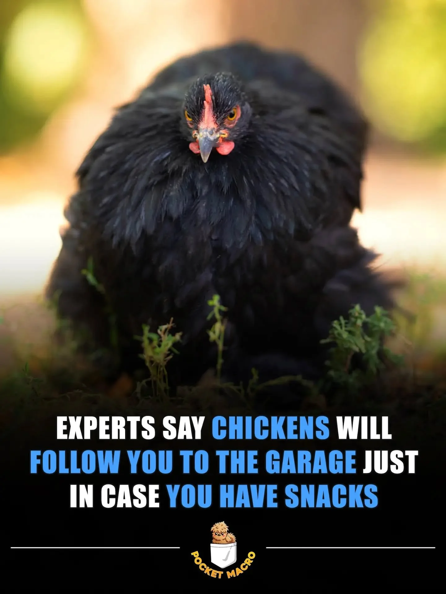 Chickens think we're vending machines 🐔🤣