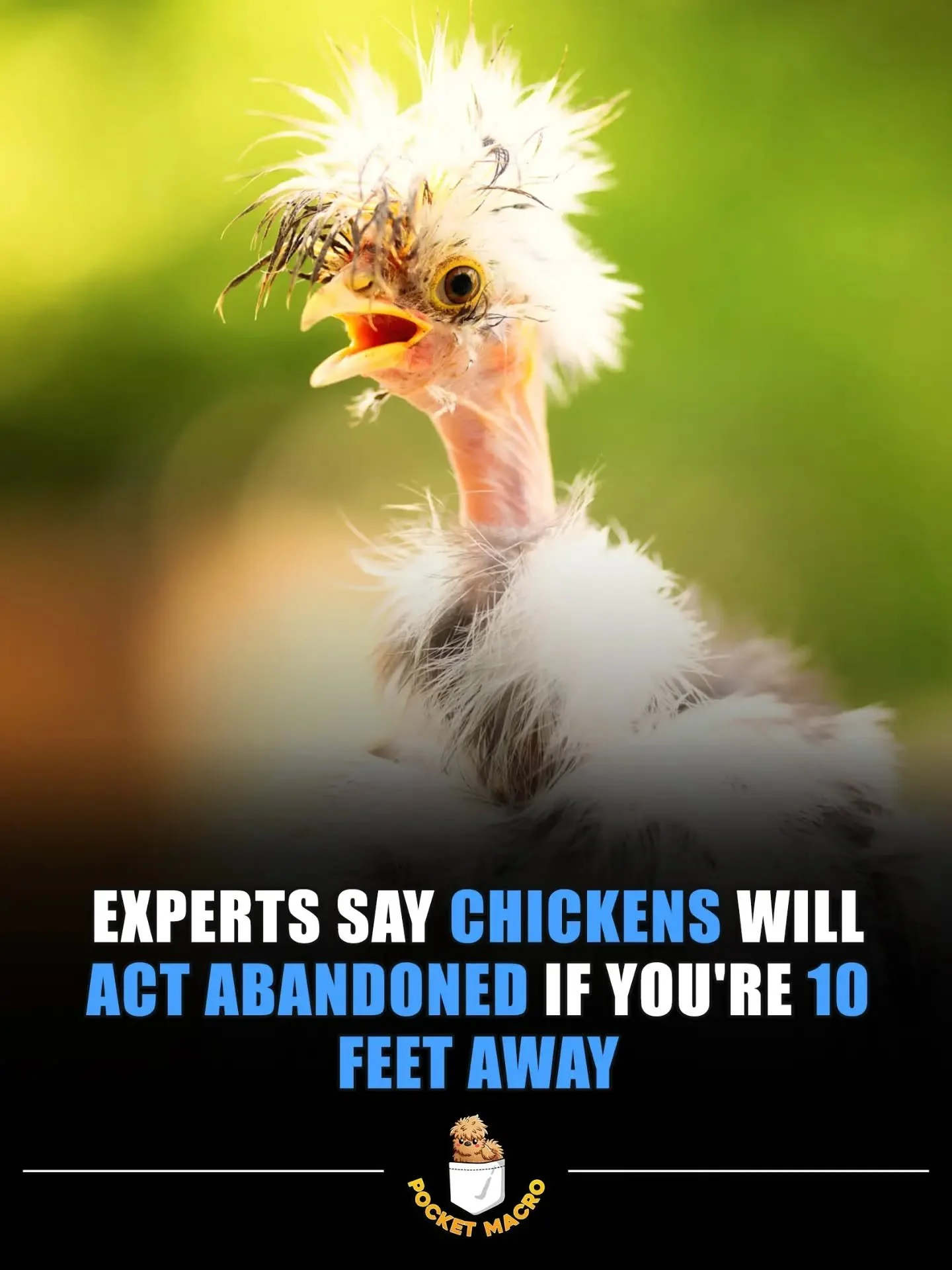 Happy Friday 🎉 be sure to stay close to your chickens 🤣