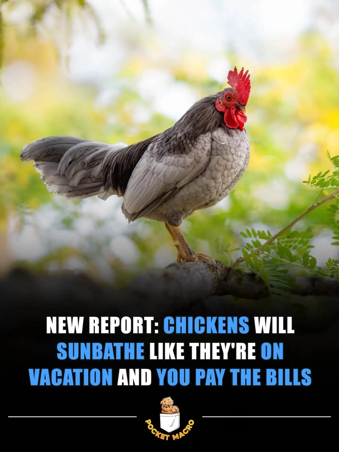Living their best lives 🐔