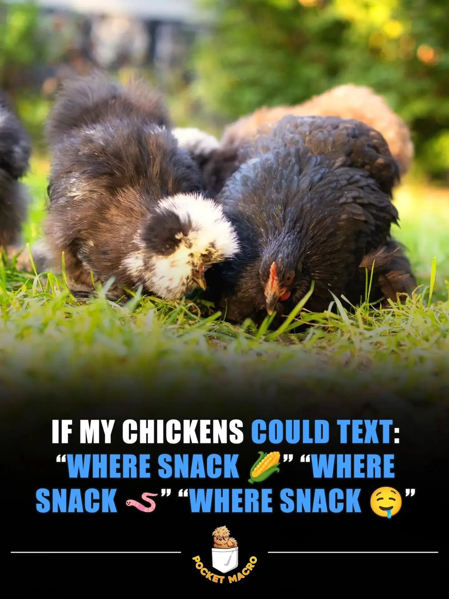It would be fun if chickens had little phones and could text you 🤣