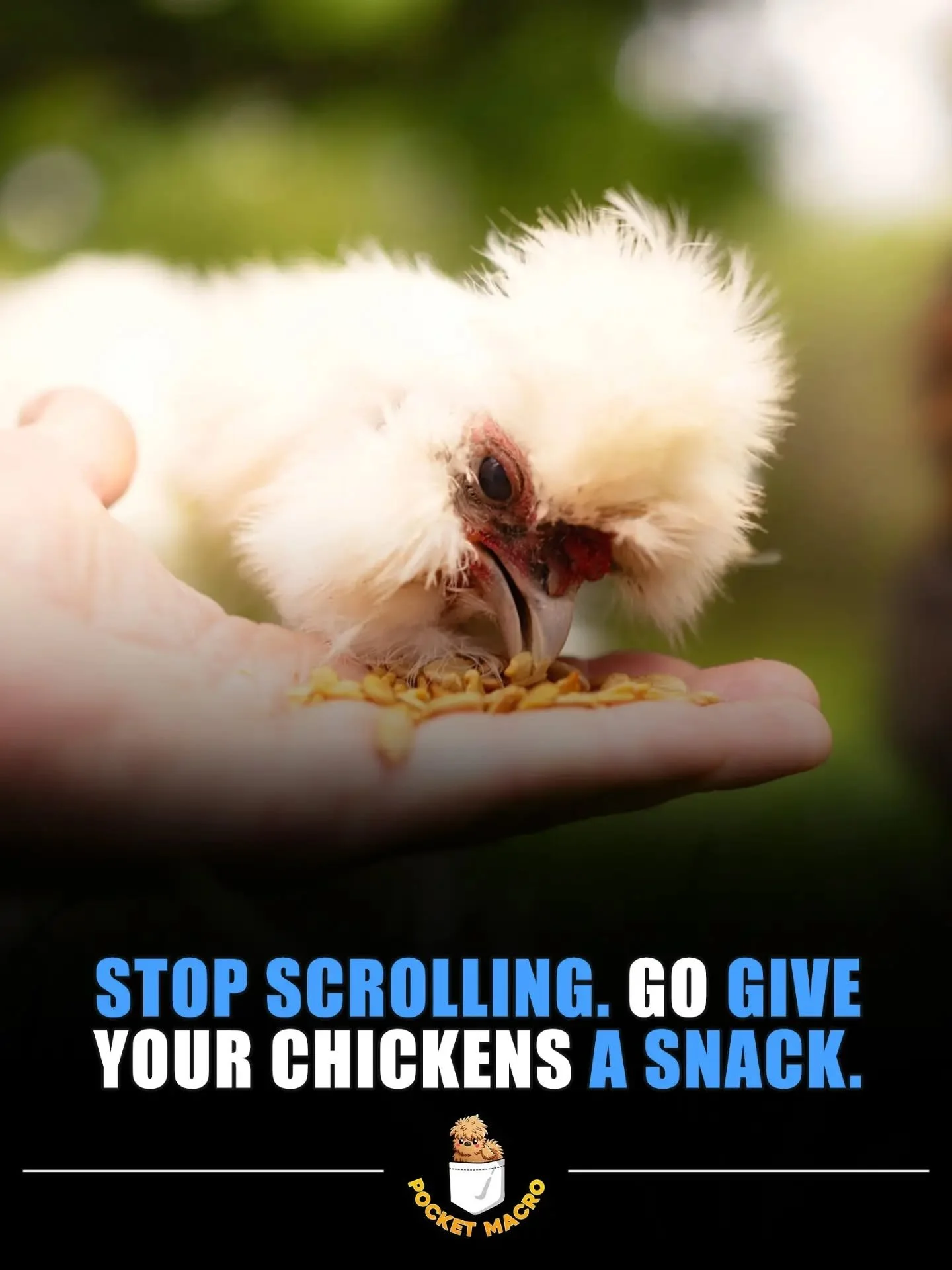 Reminder to go give your chickens a snack 🤣