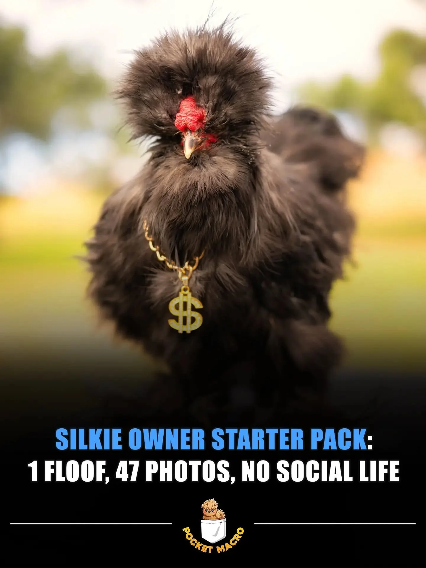 The best silkie chicken starter pack 🤣