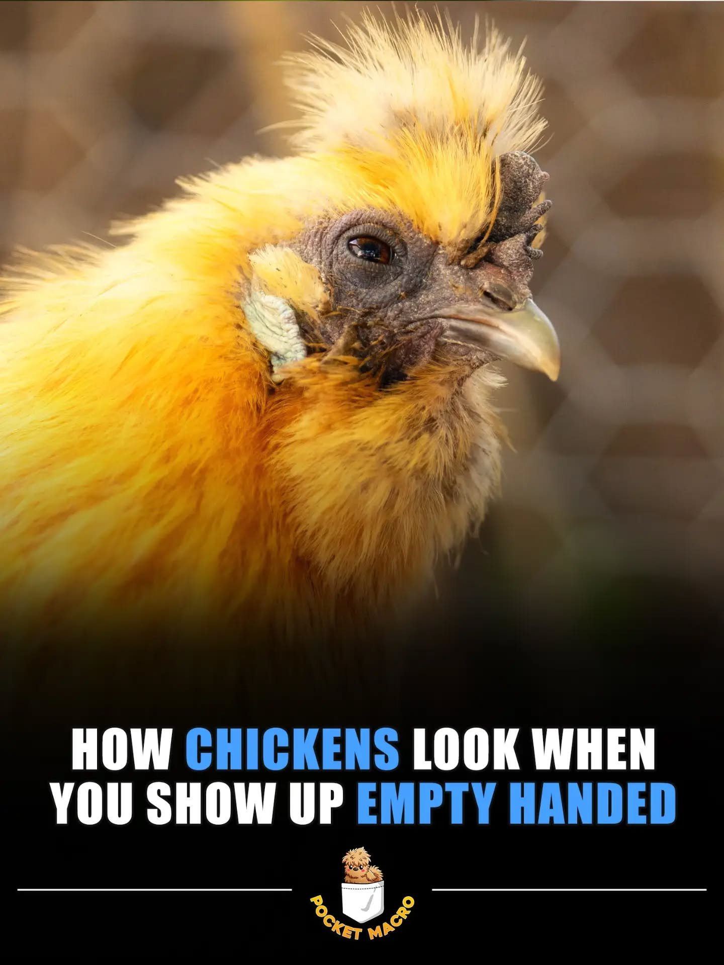 Make sure to have treats for your chickens when they see you 🤣