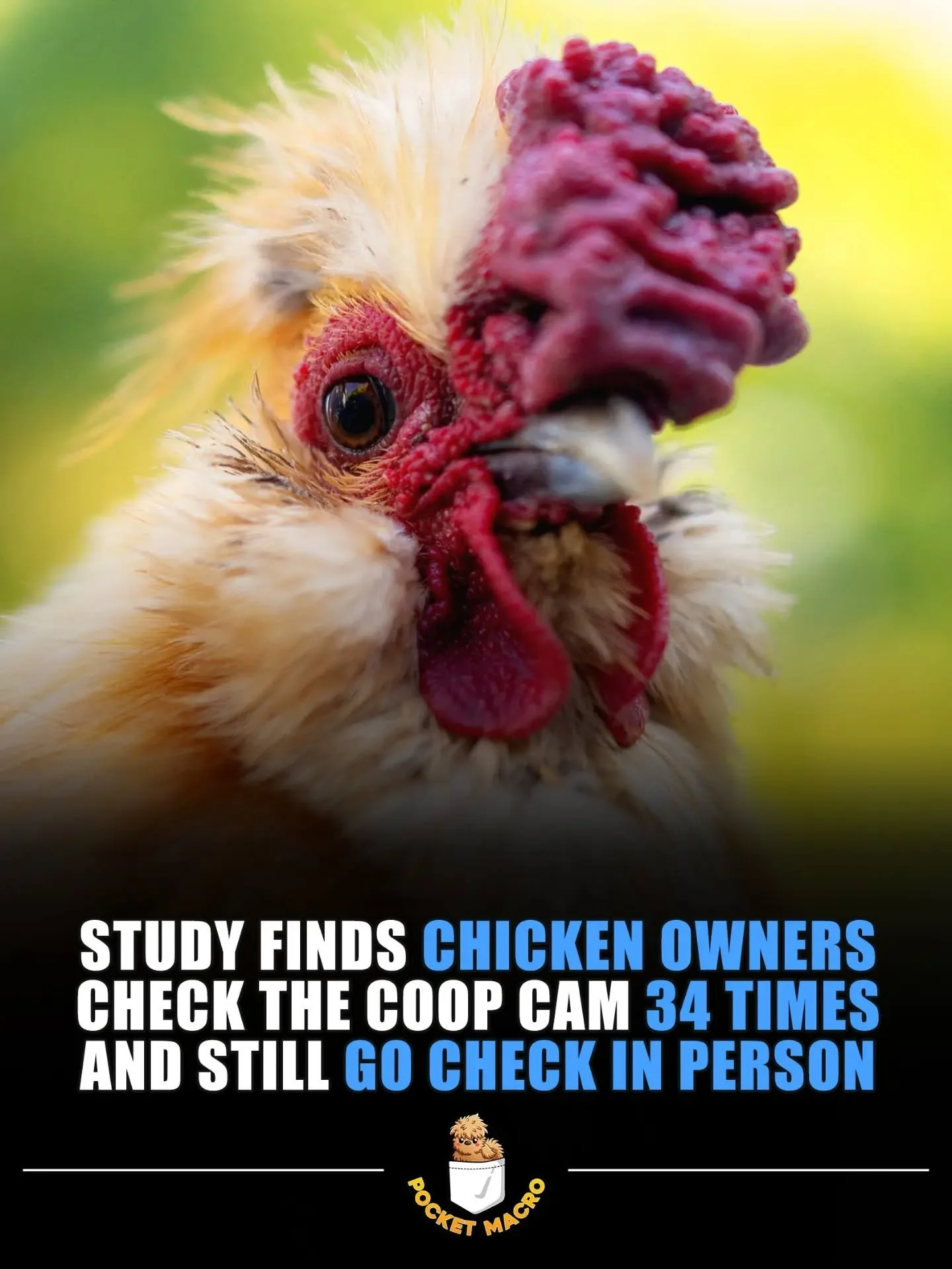 Got to make sure they're all okay 🤠🐔