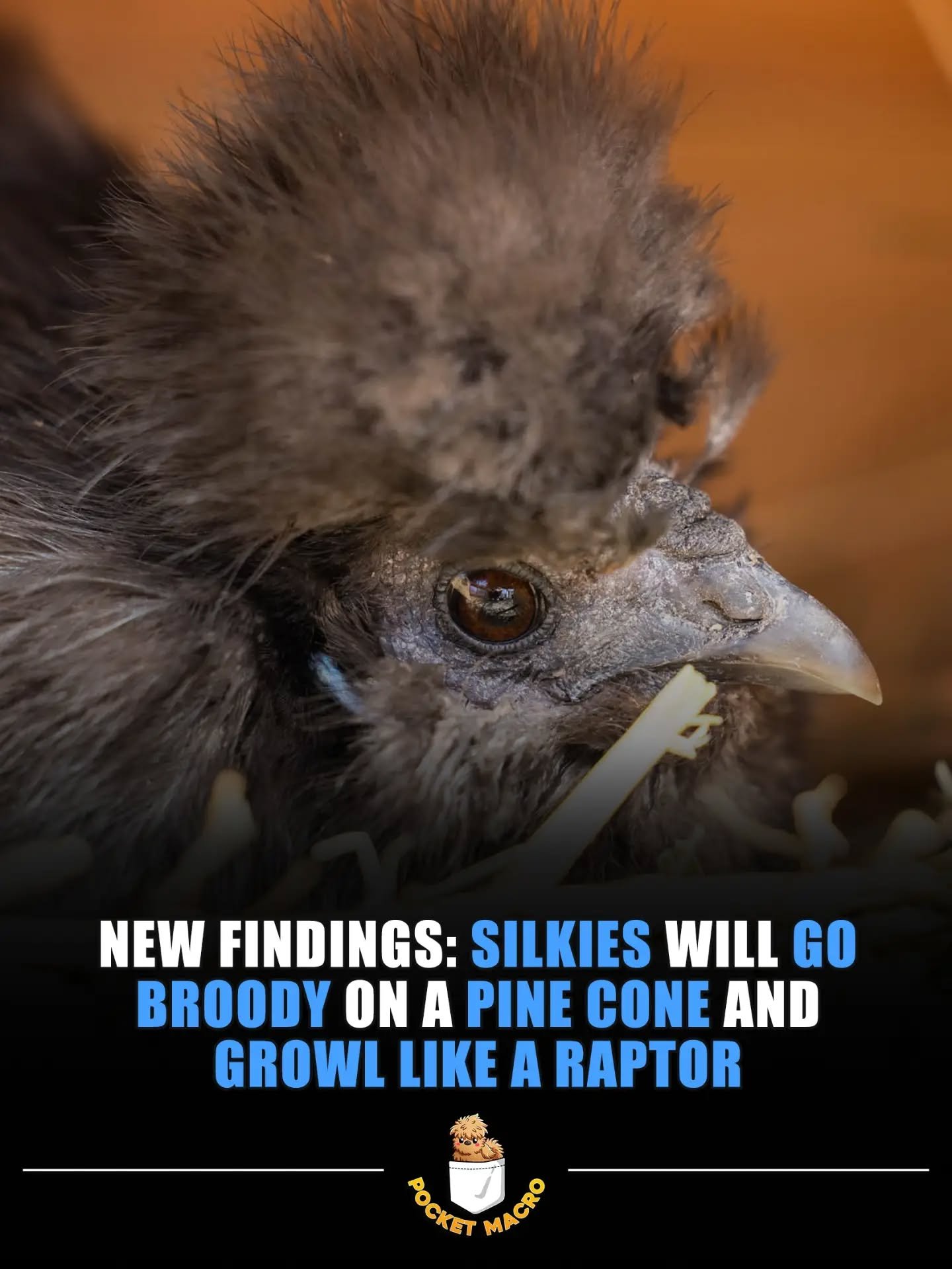 Broody fluffy raptors are so cute 🤣