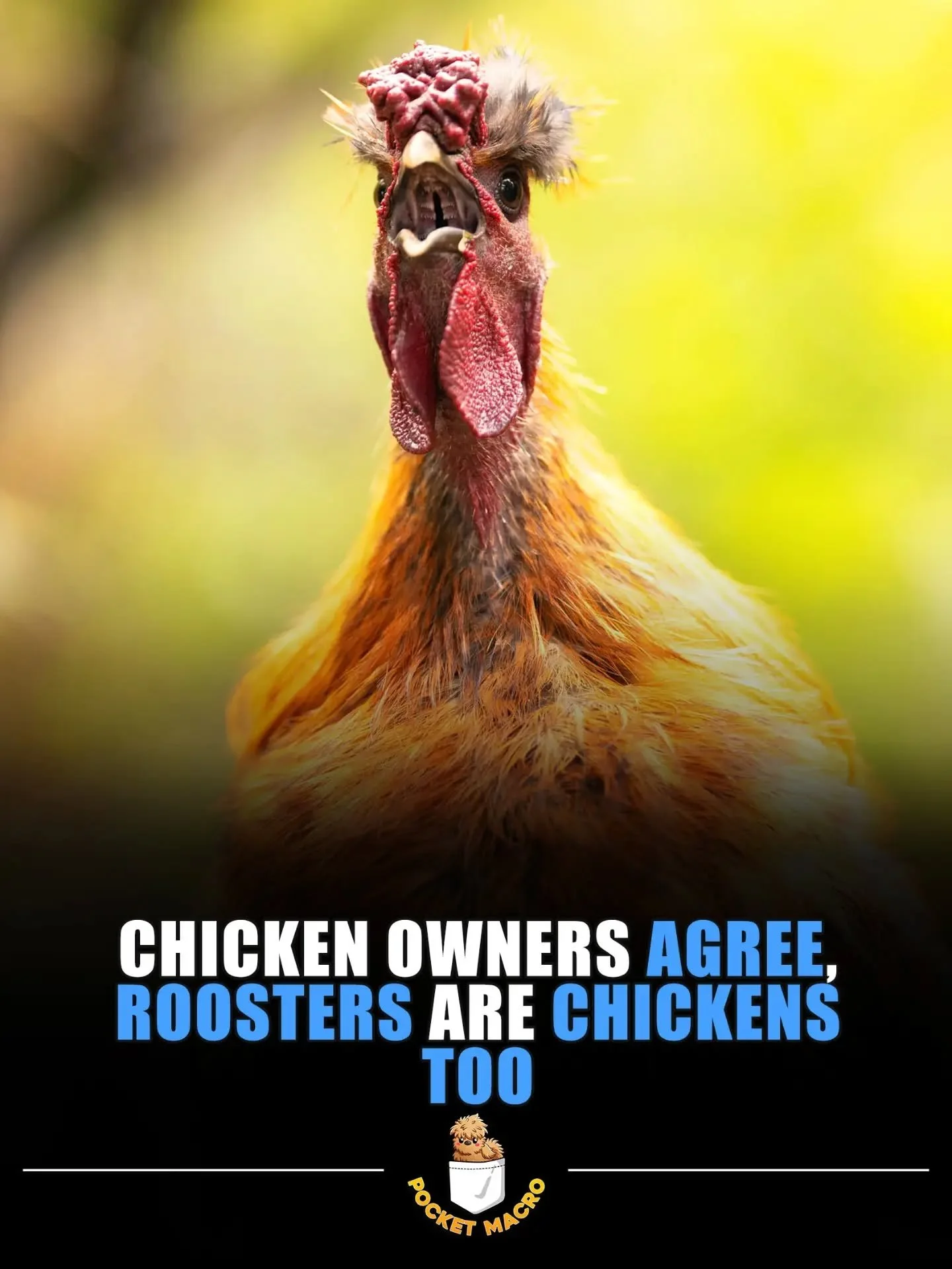 Roosters are awesome 😎
