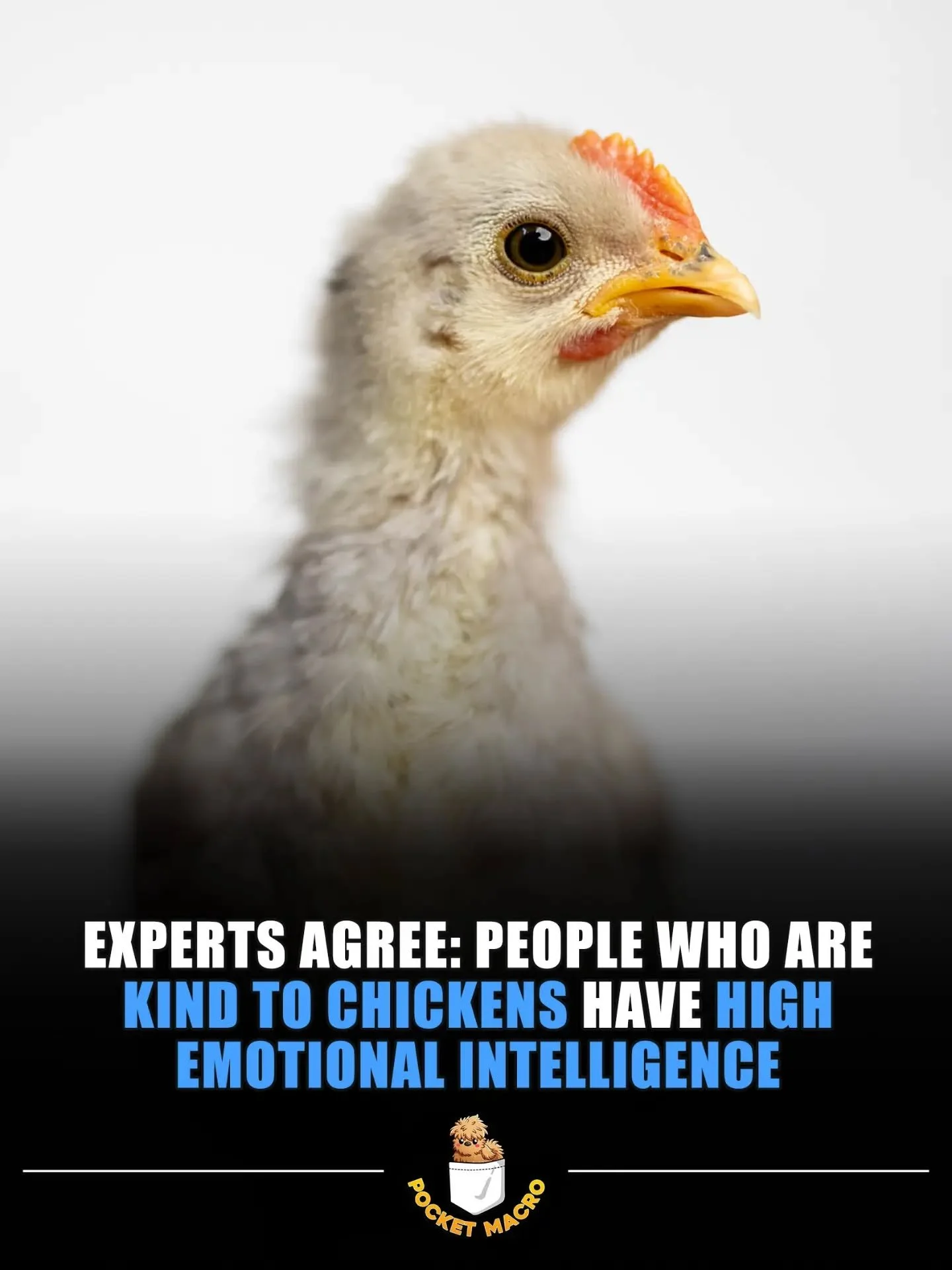 How could you be mean to little sweet chickens 🐔
