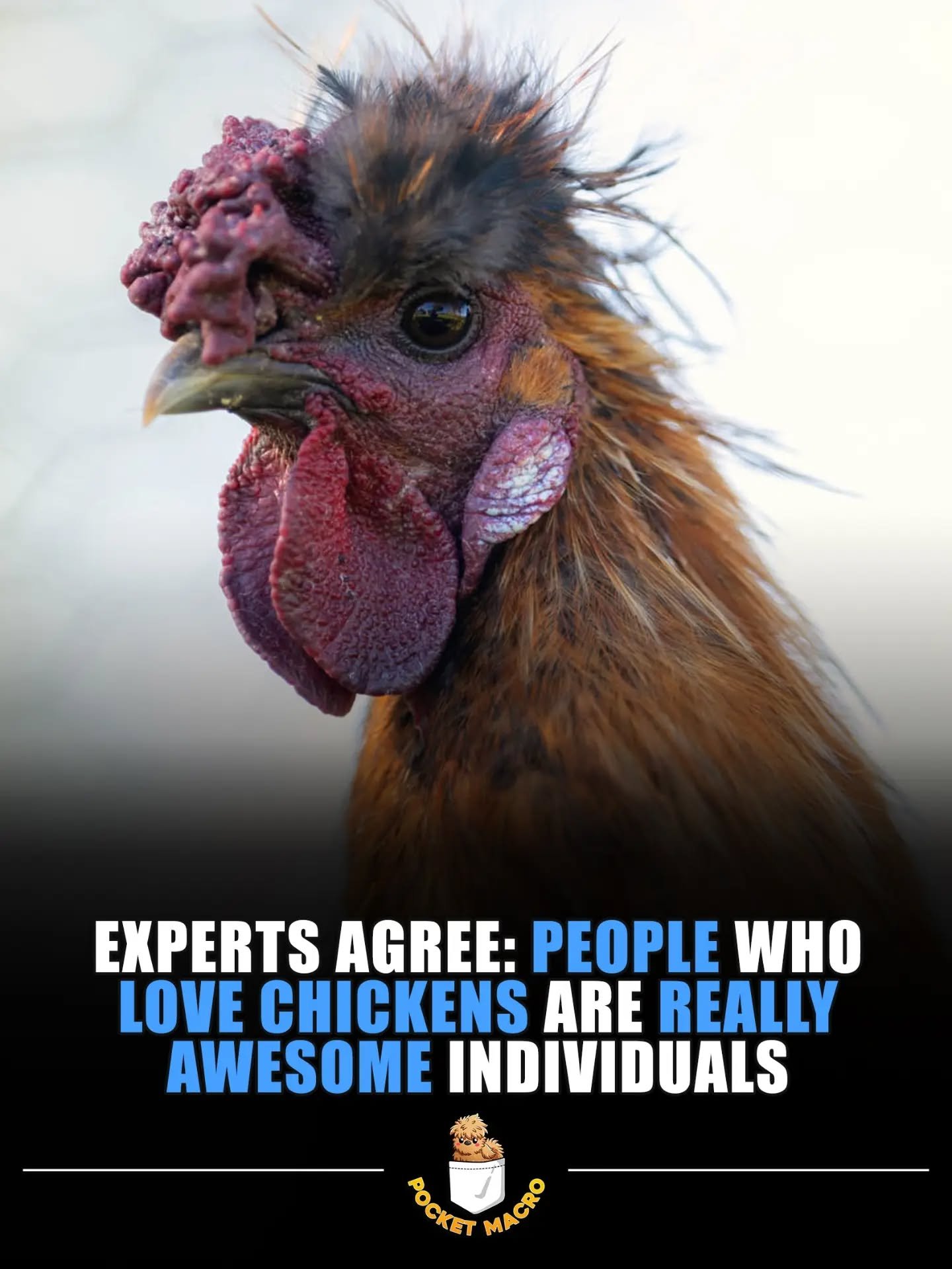 Awesome people love chickens 😎