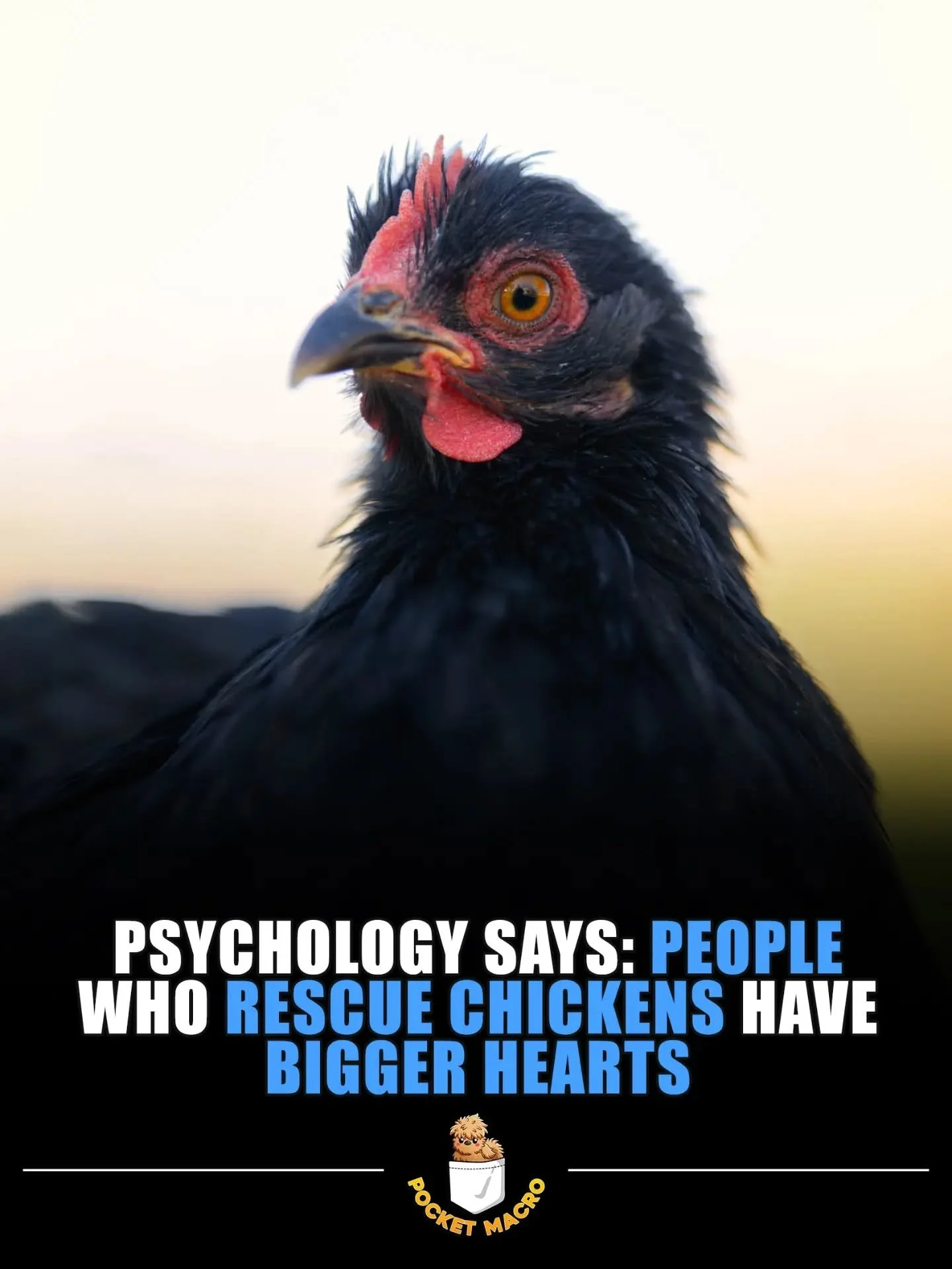 To all the chicken rescues 💖