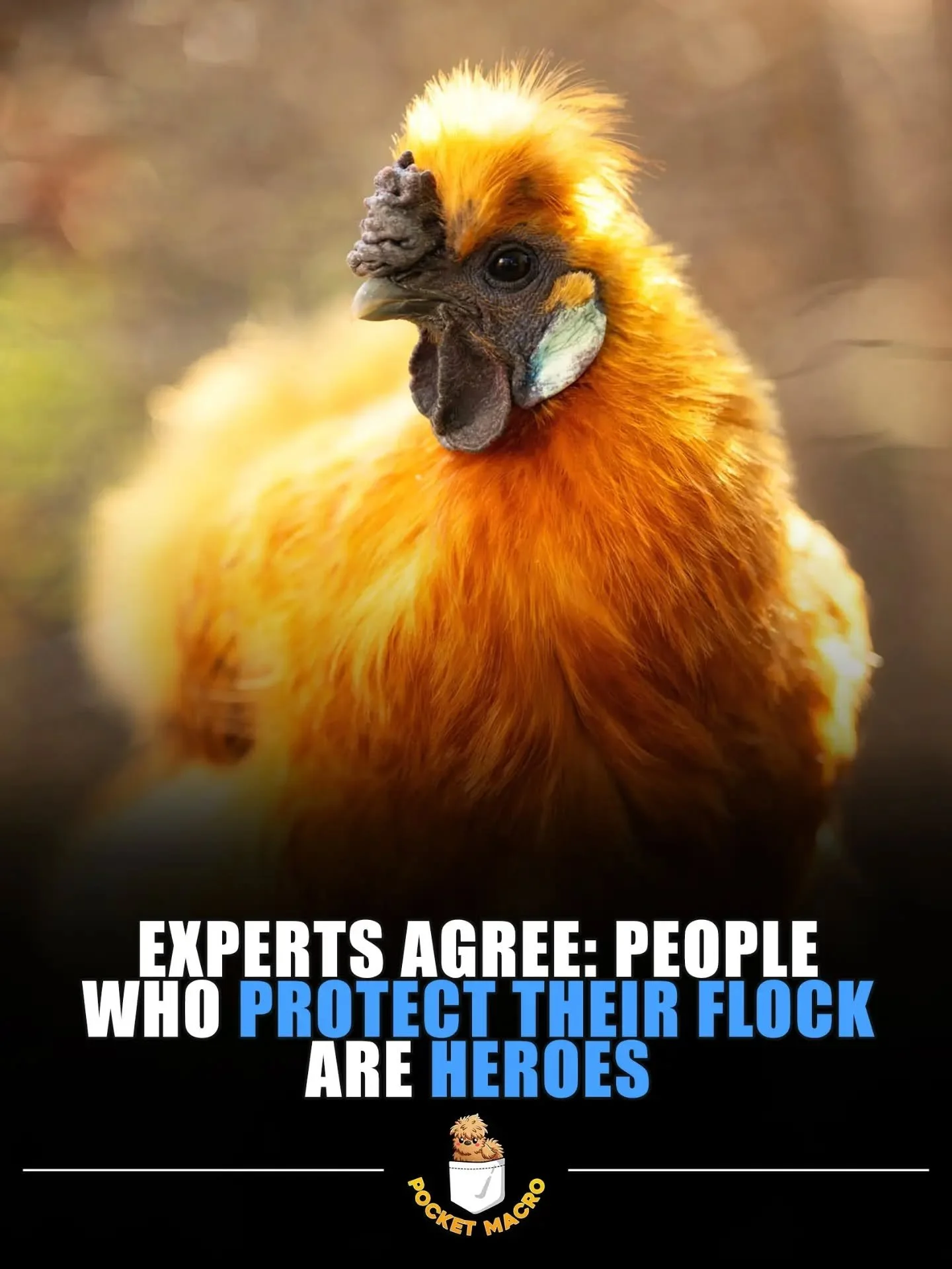 Chickens need heroes too 🔥
