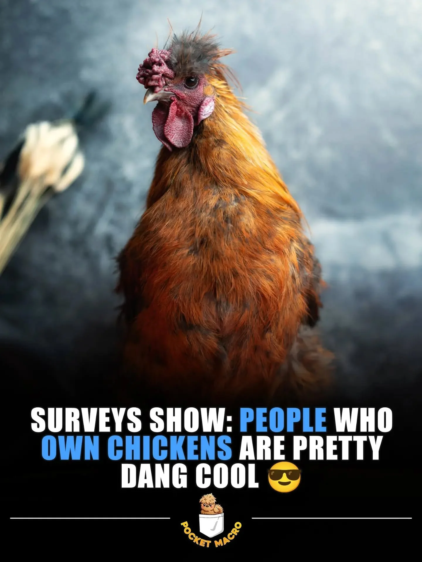 Chickens are pretty cool 😎
