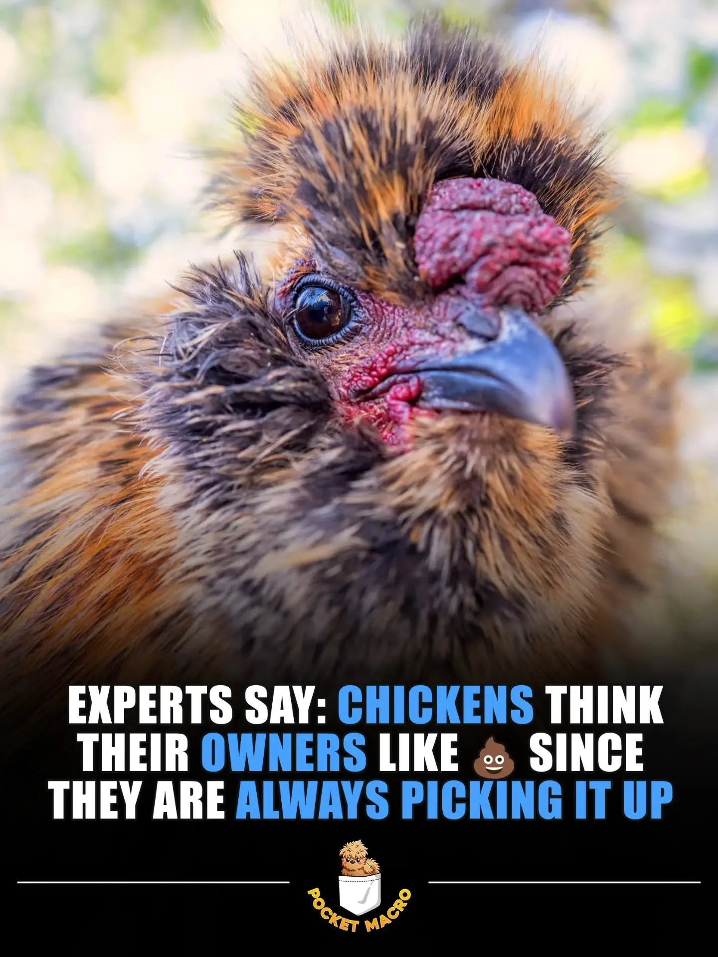 Chickens sure leave a lot of 💩 to clean up 🤣