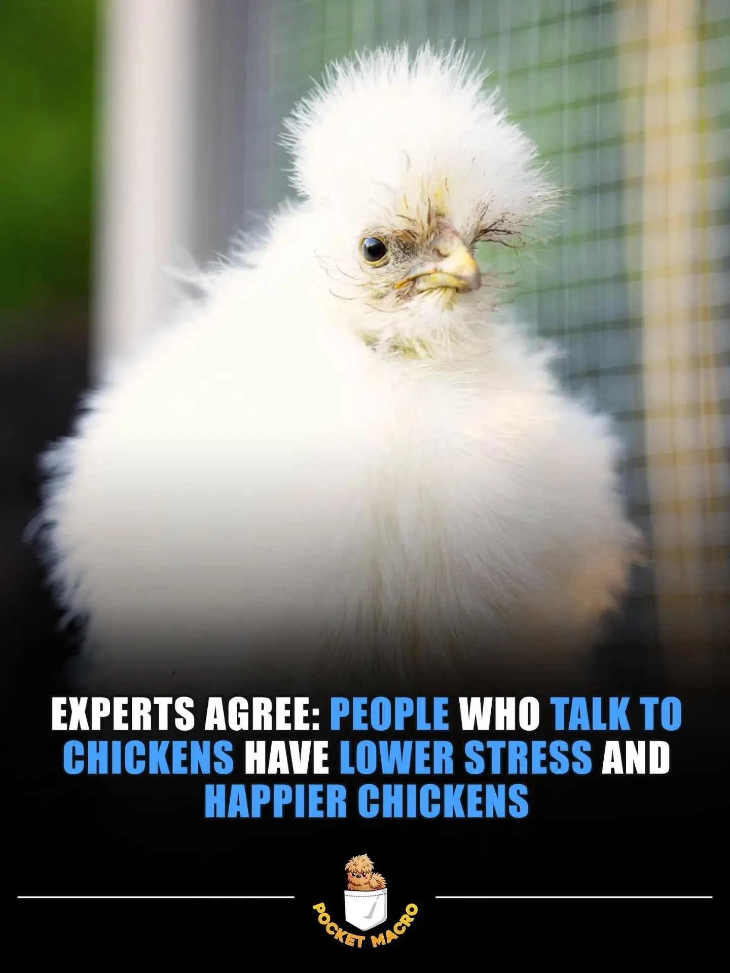 I'm not crazy, I like talking to my chickens 🤣