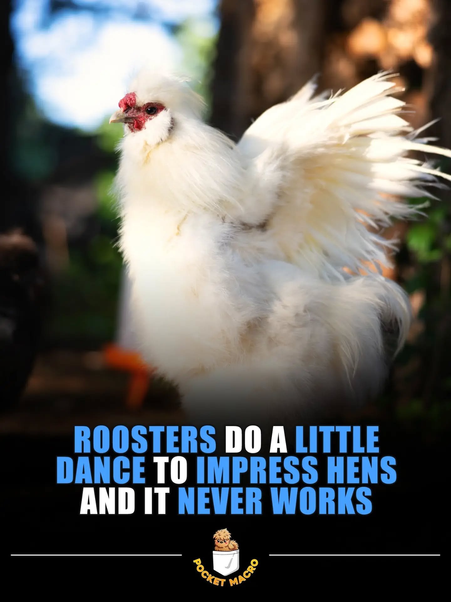 My roosters dance all the time but I've never seen a hen existed about it 🤣