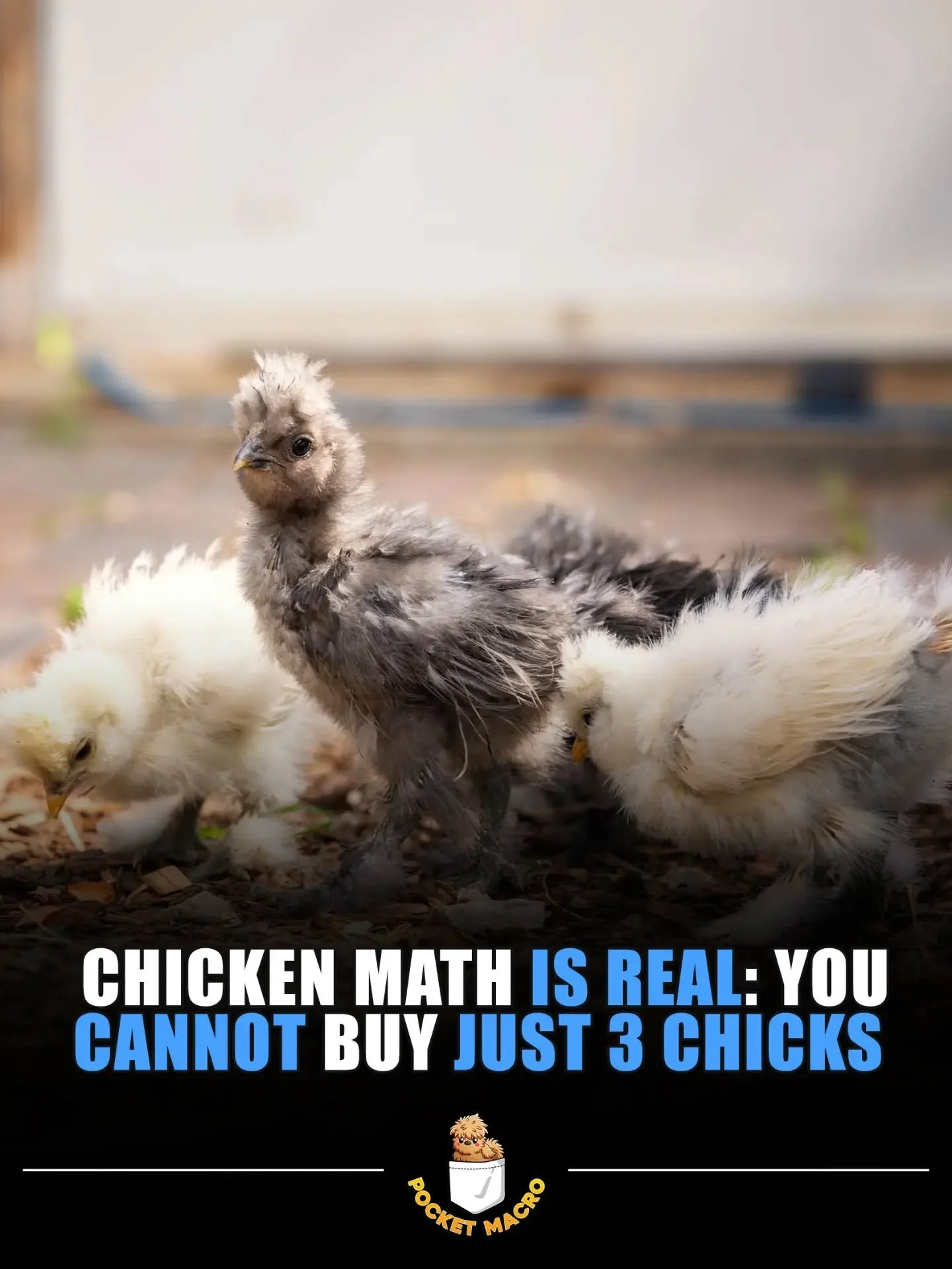 Chicken math is real 🤣 we started with 6 and have had over 60 since we started!