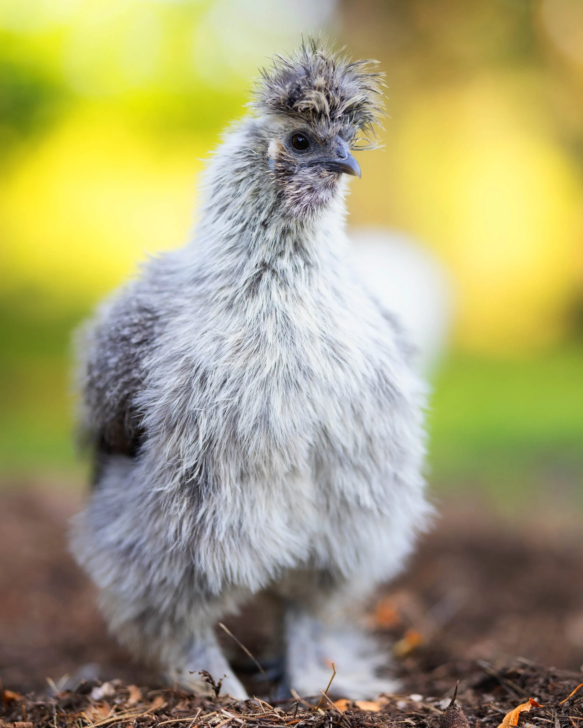 A young-looking, fluffy bird with gray and white feathers standing on dirt ground, with a blurred green and yellow background.