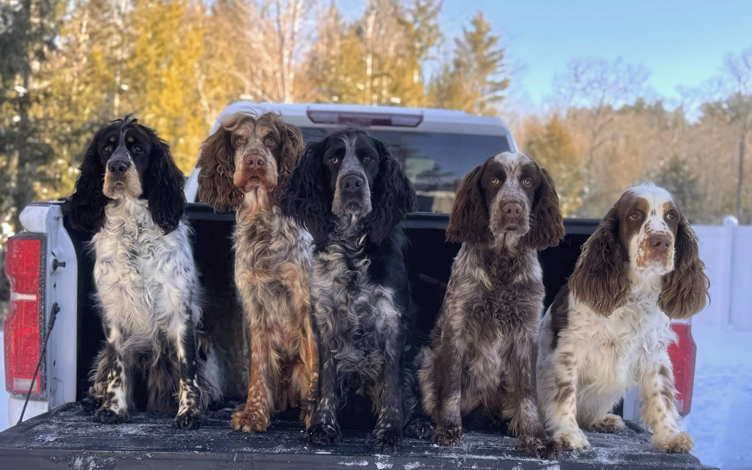English Springer Spaniel .jpeg