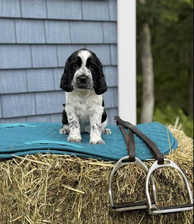 Screenshot 2025-08-25 000345.png