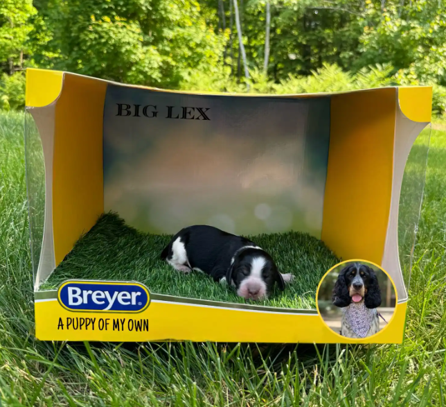 Screenshot 2025-08-25 001030.png