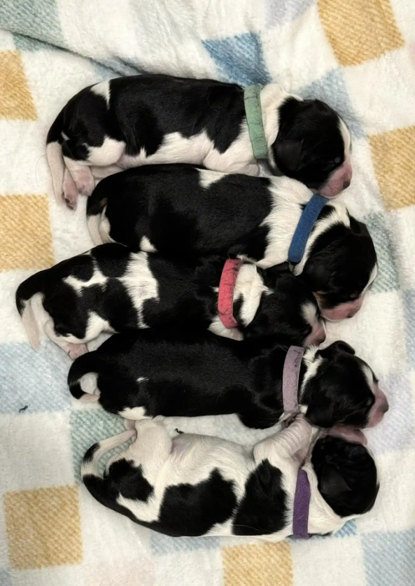 Screenshot 2025-08-25 001253 - Copy.png