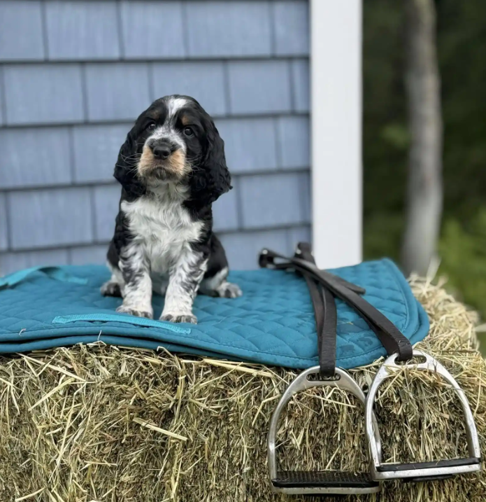 Screenshot 2025-08-25 000427.png