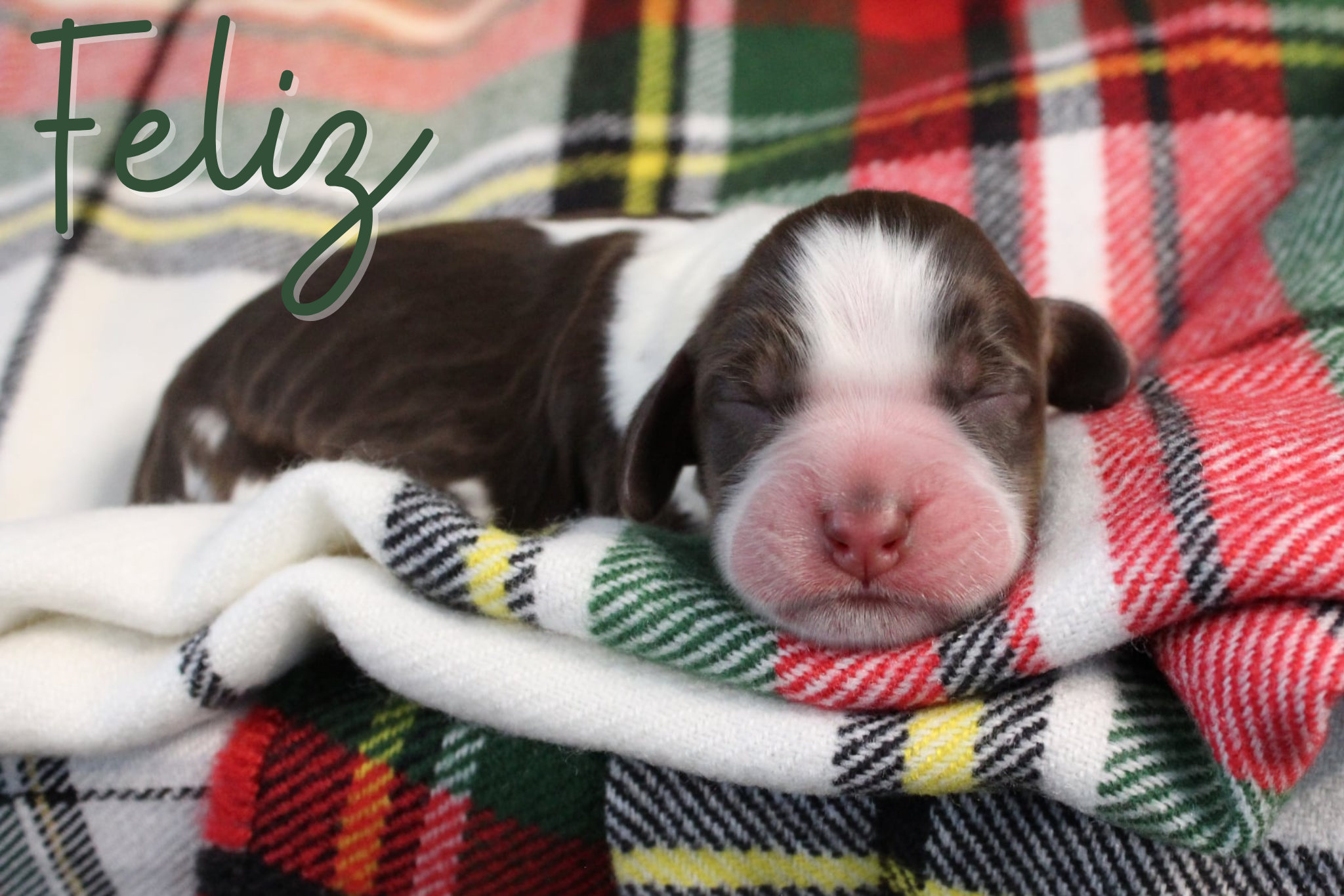 Your paragraph text.png