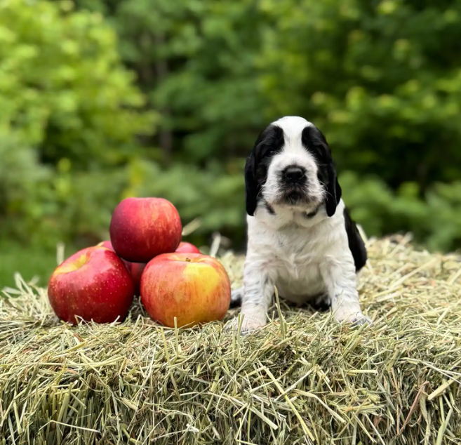 Screenshot 2025-08-25 000642.png