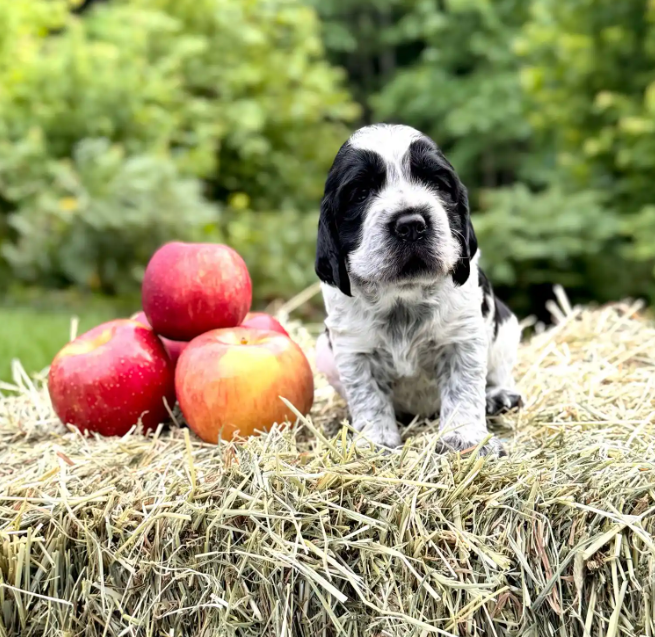 Screenshot 2025-08-25 000655.png