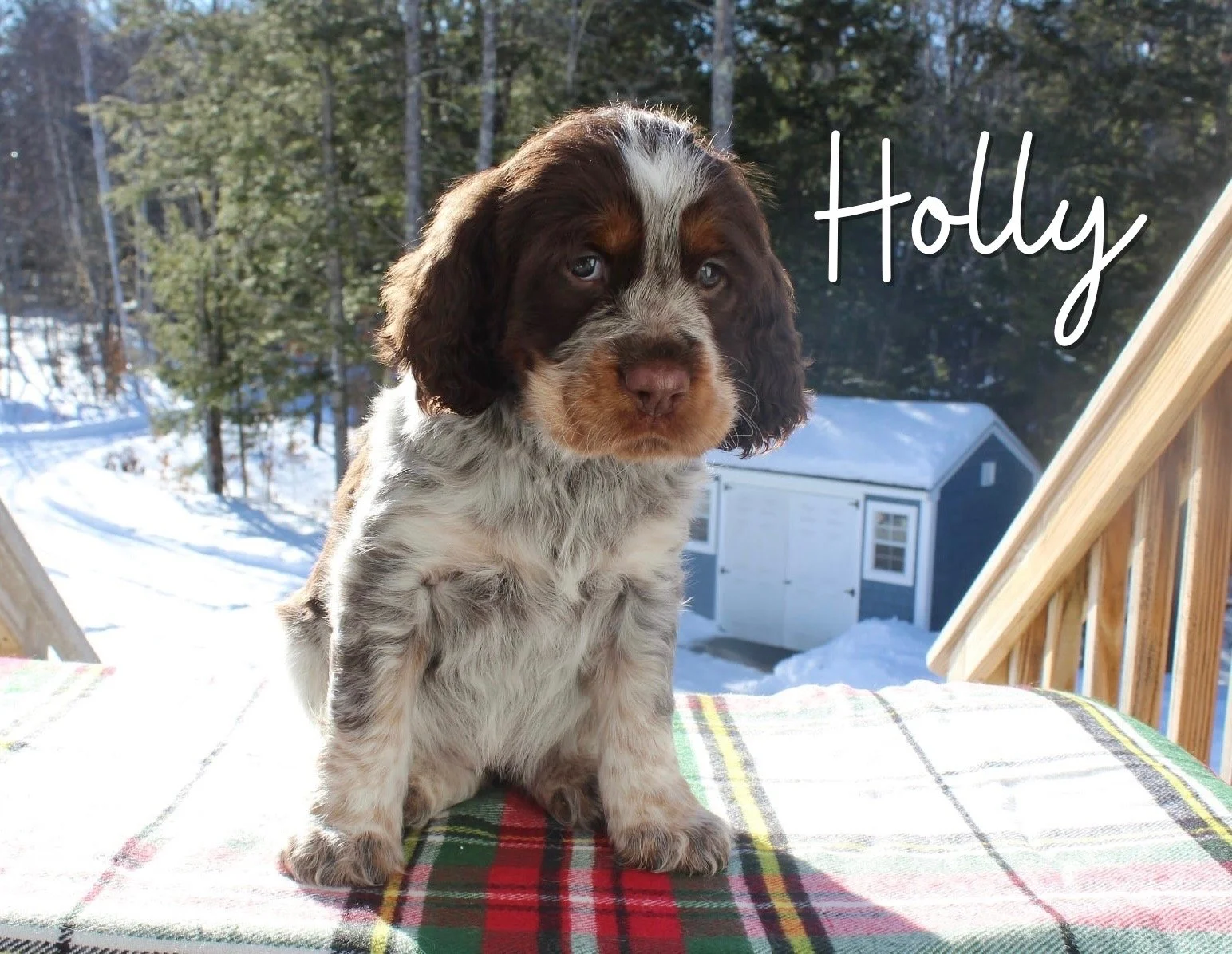 Holly.jpeg